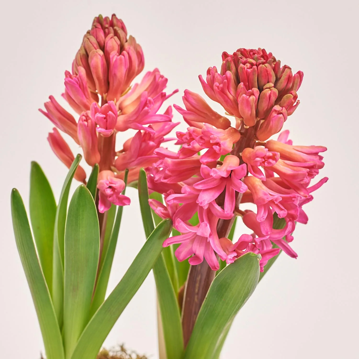 Зображення товару Гіацинт мікс у дерев. кашпо, артикул: 56038