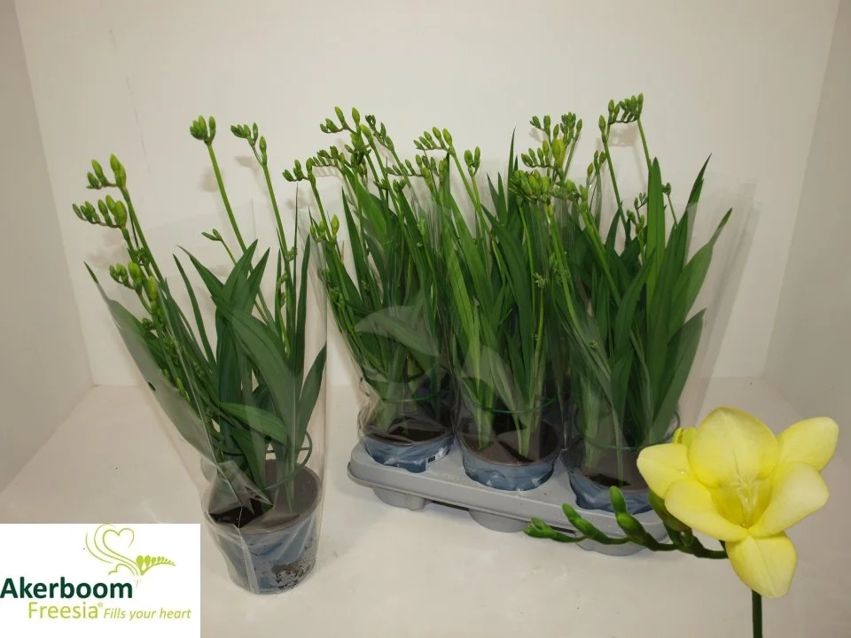 Зображення товару Фрезія жовта, артикул: 57253