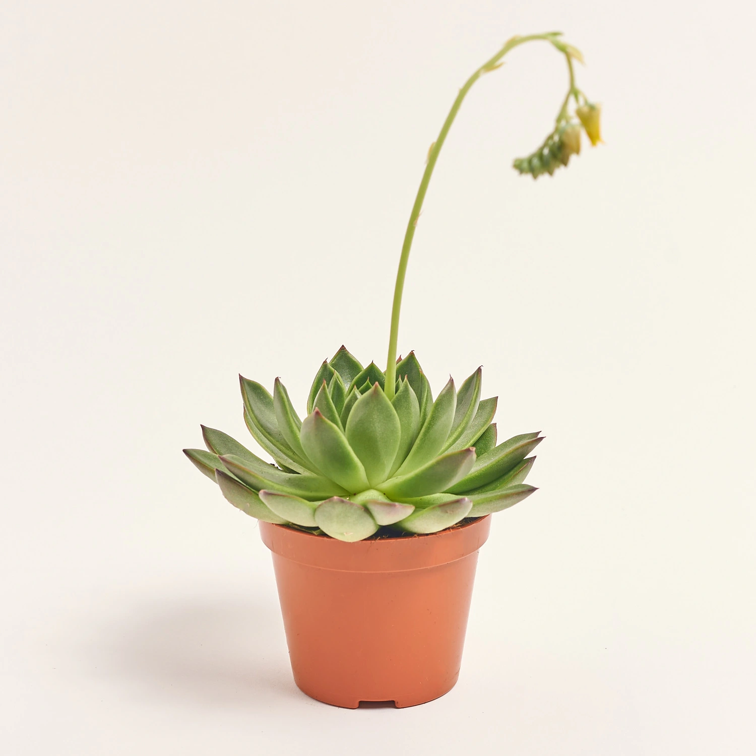 Зображення товару Ехеверія мікс, артикул: 33840