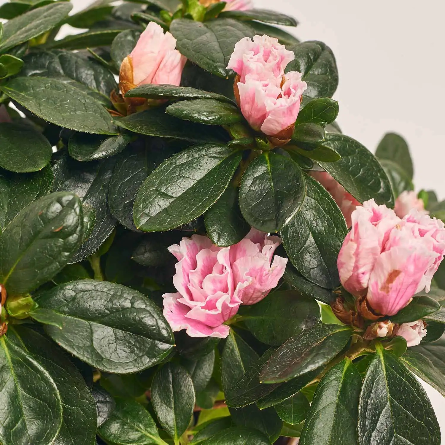 Зображення товару Азалія та Кашпо Сет 224, артикул: 53836