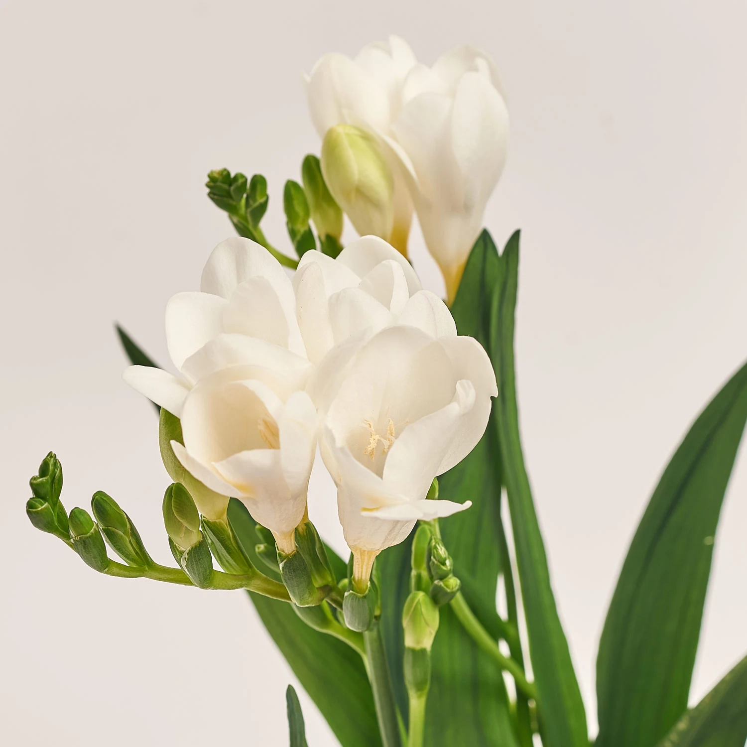 Фрезія мікс, артикул: 2864 Зображення товару Фрезія мікс, артикул: 2864