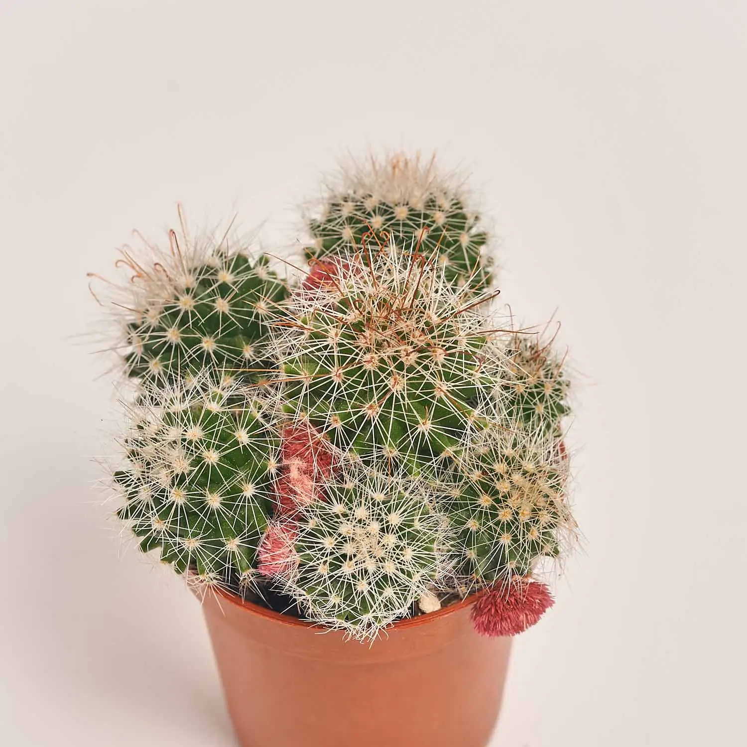 Кактус з квітами, артикул: 53320 Зображення товару Кактус з квітами, артикул: 53320