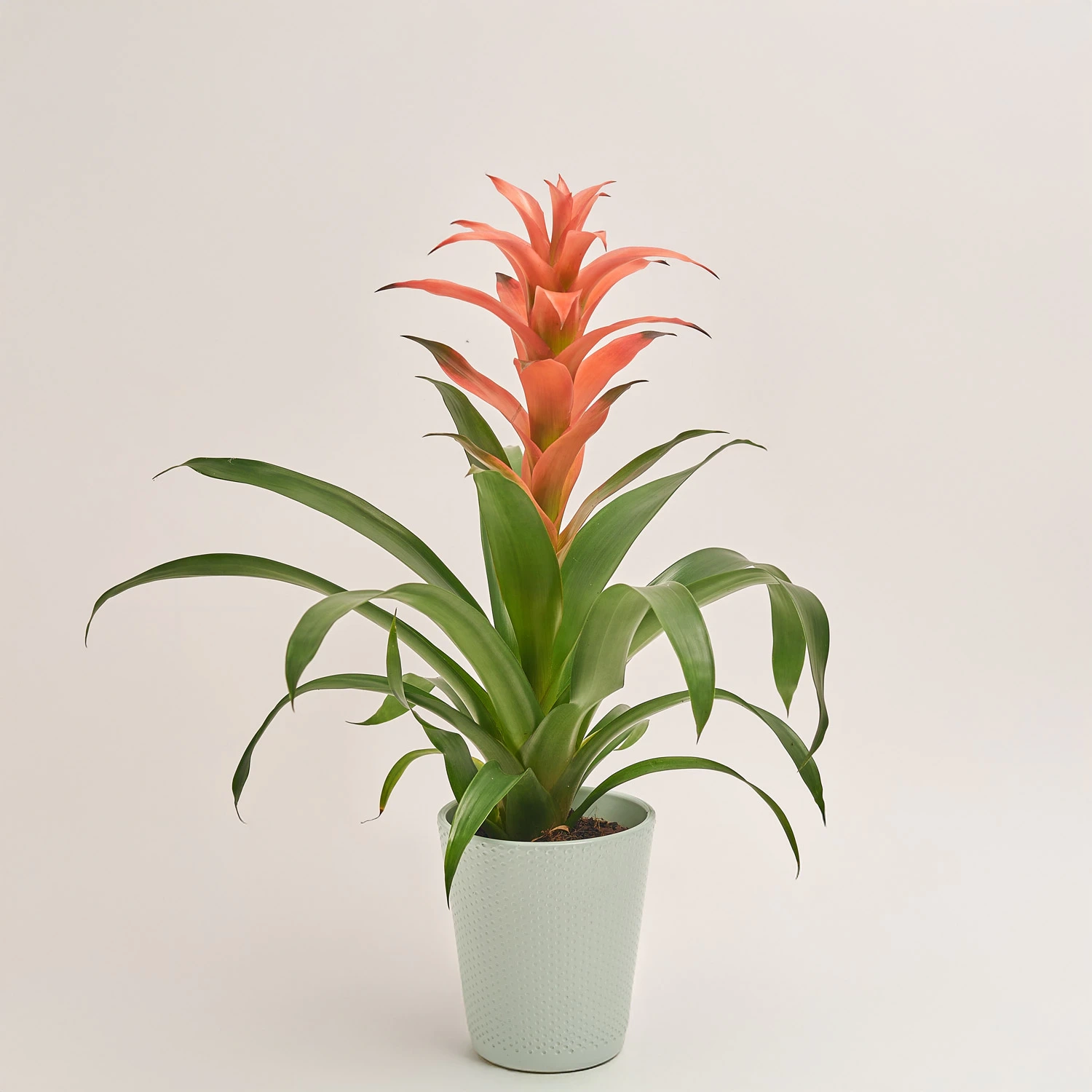 Зображення товару Гузманія Меліса в кер., артикул: 53457