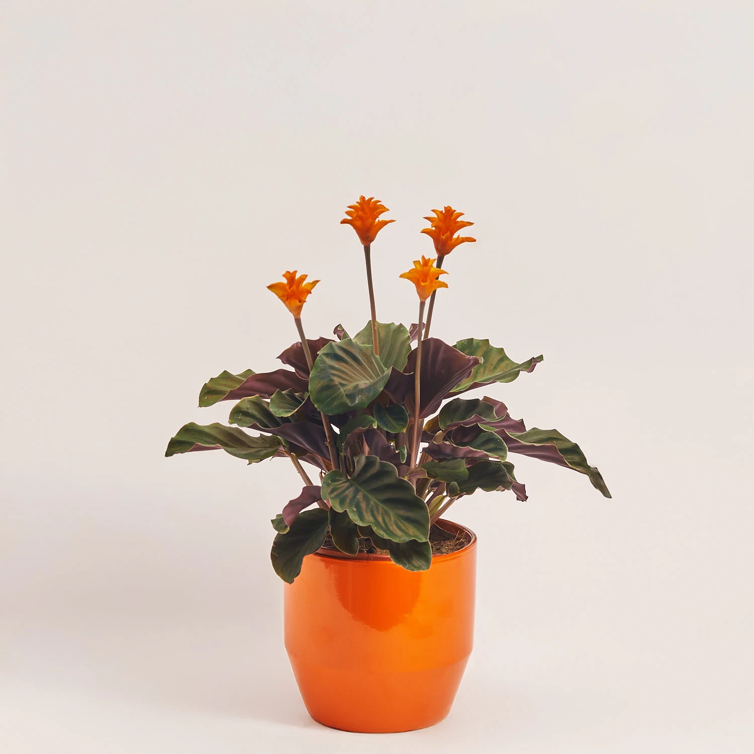 Калатея Кроката в кер., артикул: 55607 Зображення товару Калатея Кроката в кер., артикул: 55607