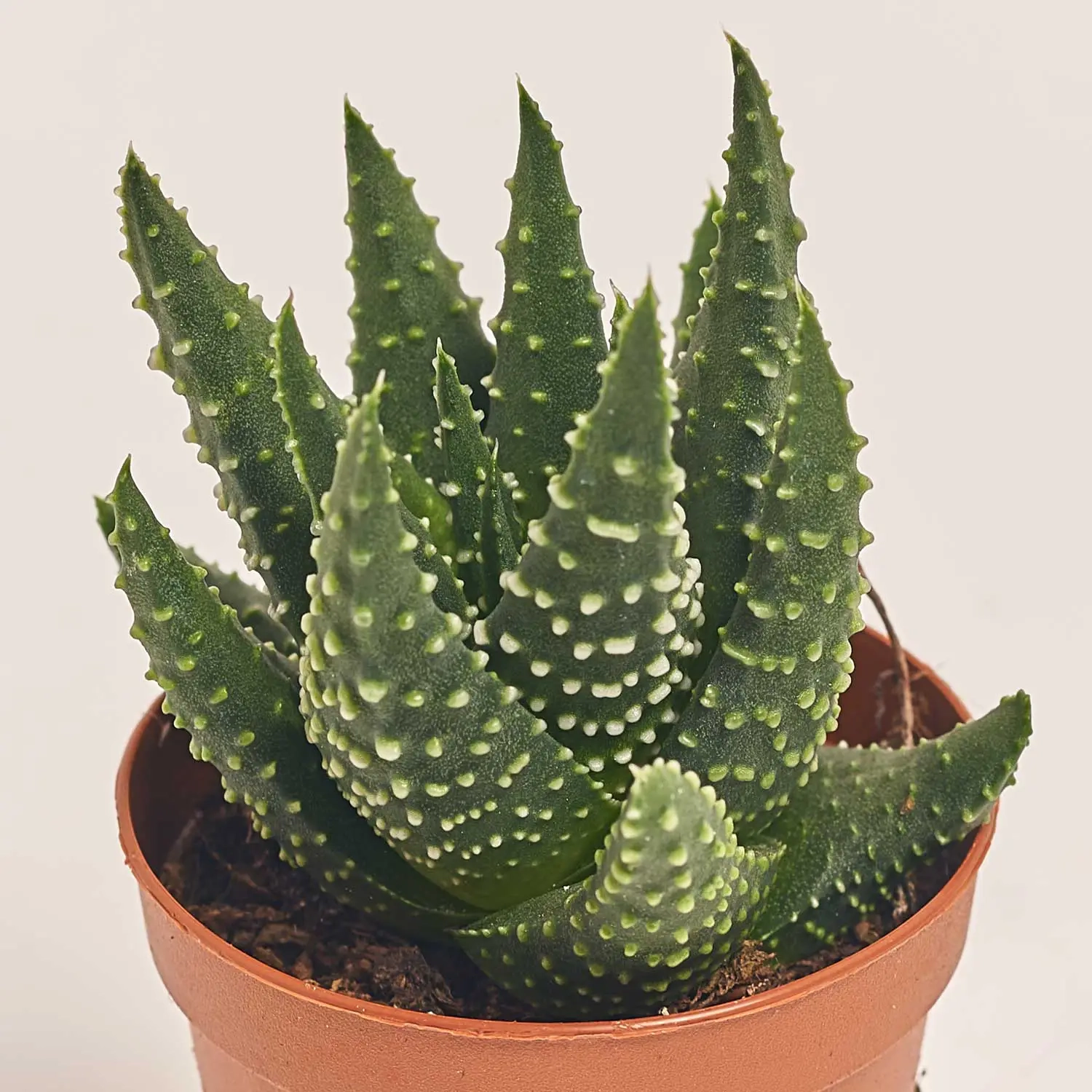 Хавортія Маргарітіфера, артикул: 37721 Зображення товару Хавортія Маргарітіфера, артикул: 37721