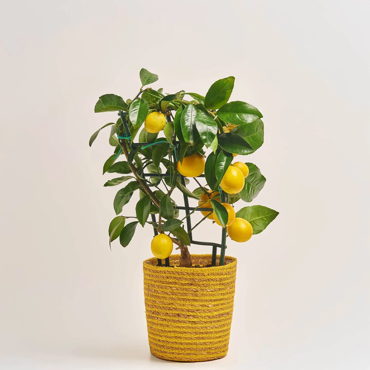 Цитрофортунелла та Кашпо Сет 511, артикул: 53344 Зображення товару Цитрофортунелла та Кашпо Сет 511, артикул: 53344