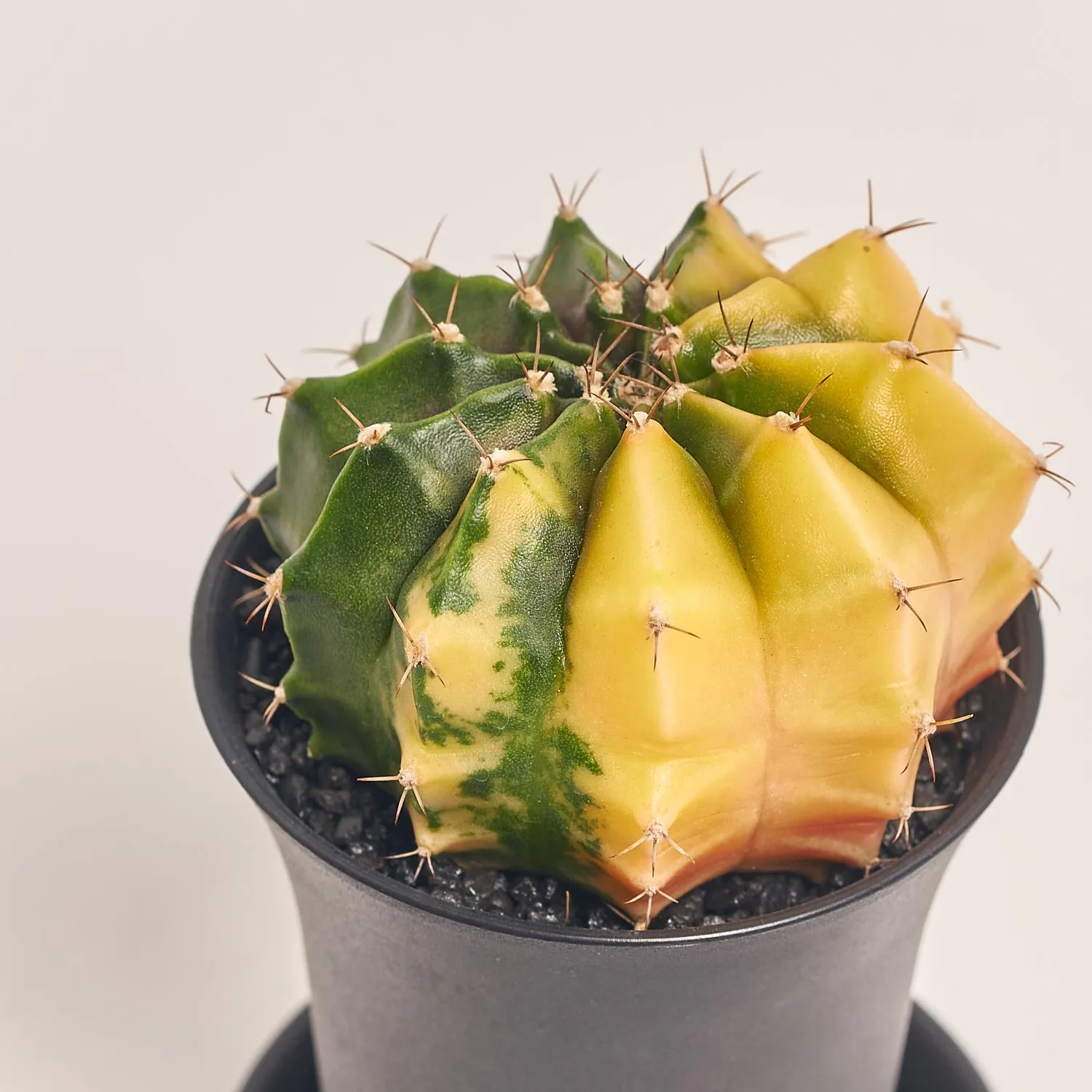 Зображення товару Гімнокаліциум Варієгатний "Екстра колор", артикул: 54801