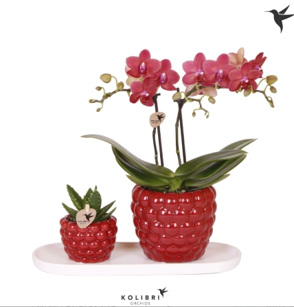 Зображення товару Сет "Смол Беррі" Колібрі, артикул: 56228