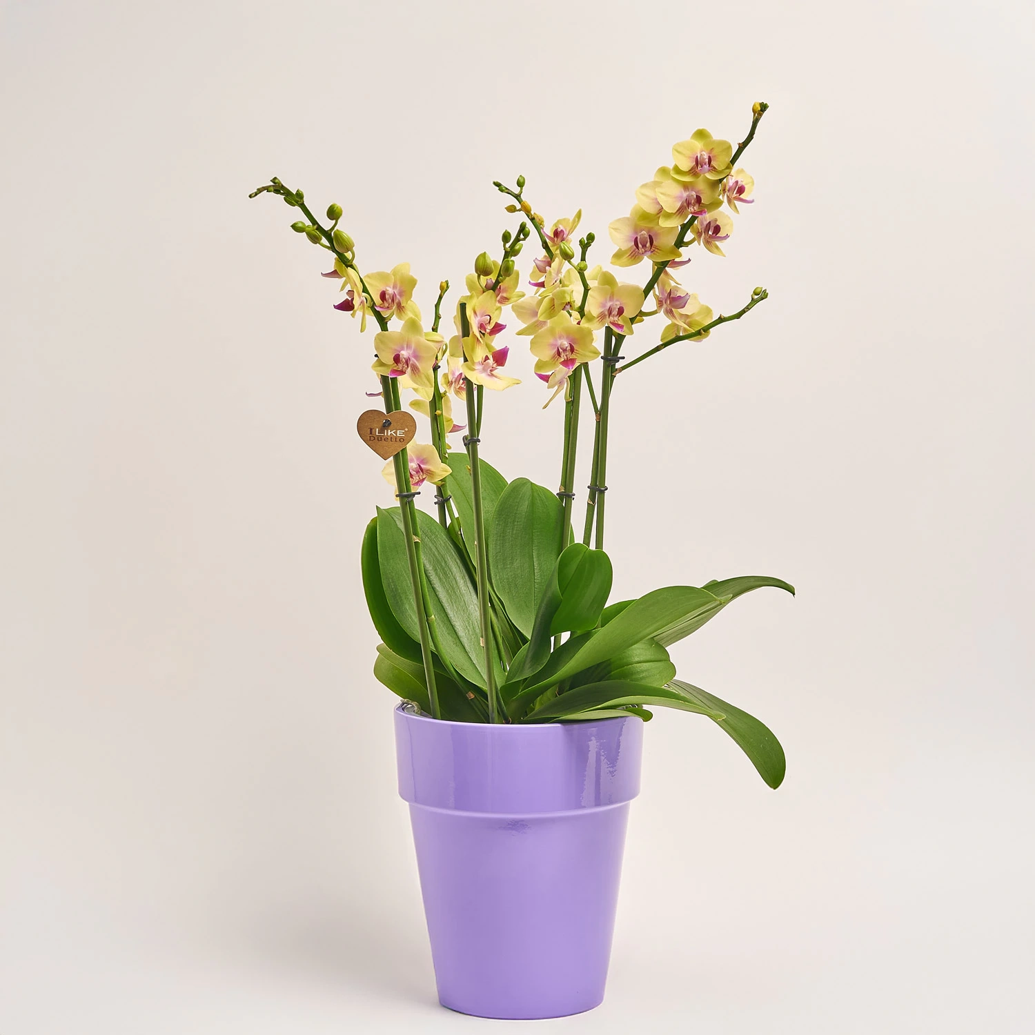 Фаленопсис та Кашпо Сет 508, артикул: 53341 Зображення товару Фаленопсис та Кашпо Сет 508, артикул: 53341