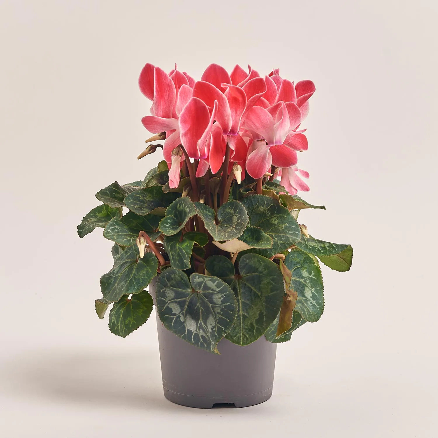 Цикламен Супер Макро, артикул: 44085 Зображення товару Цикламен Супер Макро, артикул: 44085