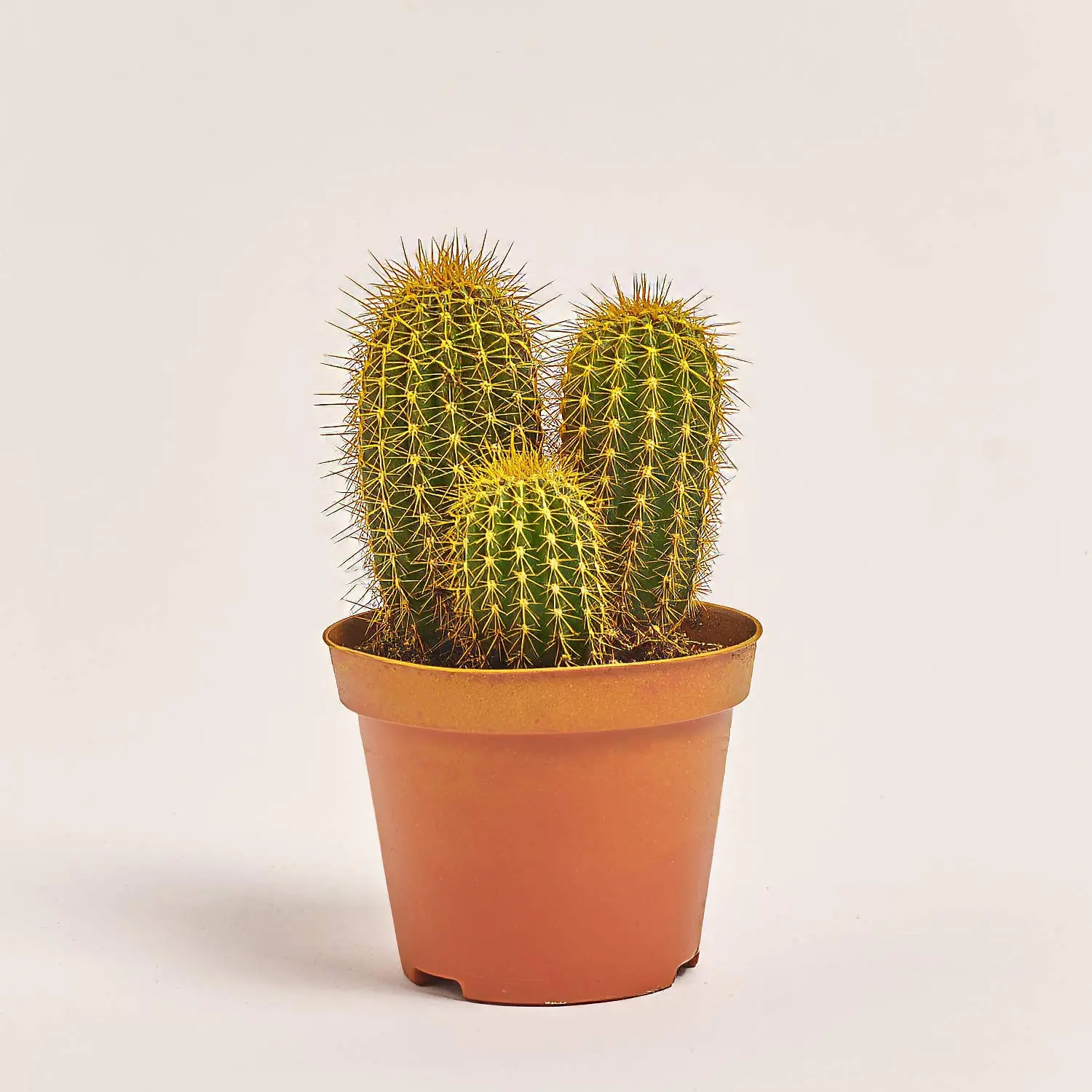 Зображення товару Кактус Рейнбов, артикул: 5912