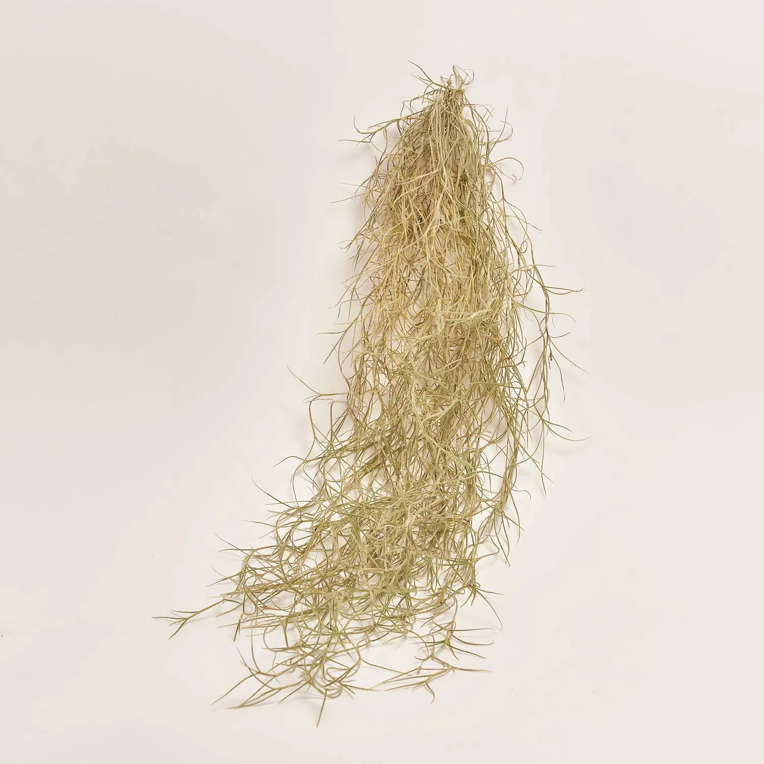 Тілландсія Усневидна, артикул: 41458 Зображення товару Тілландсія Усневидна, артикул: 41458