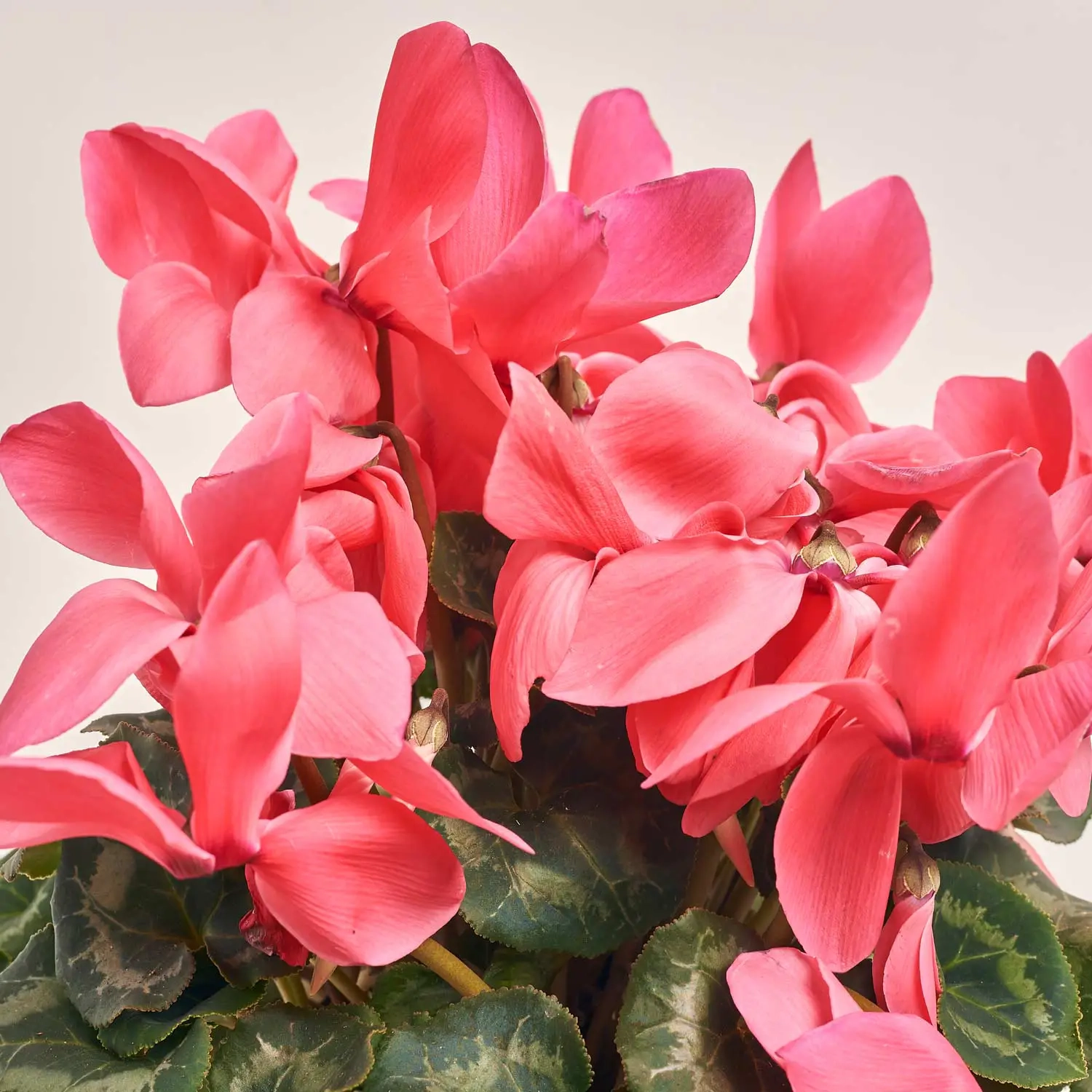 Цикламен Супер Мамос, артикул: 40286 Зображення товару Цикламен Супер Мамос, артикул: 40286