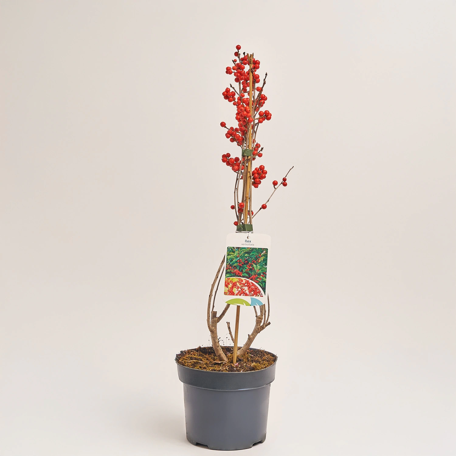 Ілекс Вертицилата, артикул: 22575 Зображення товару Ілекс Вертицилата, артикул: 22575