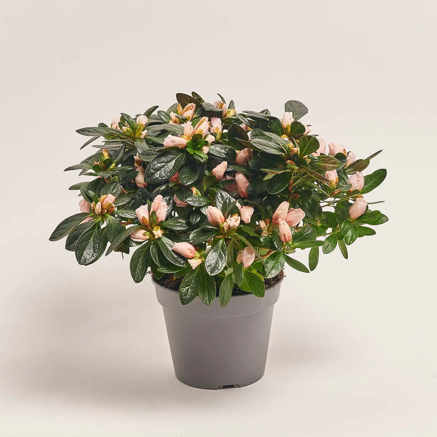 Азалія мікс, артикул: 34295 Зображення товару Азалія мікс, артикул: 34295