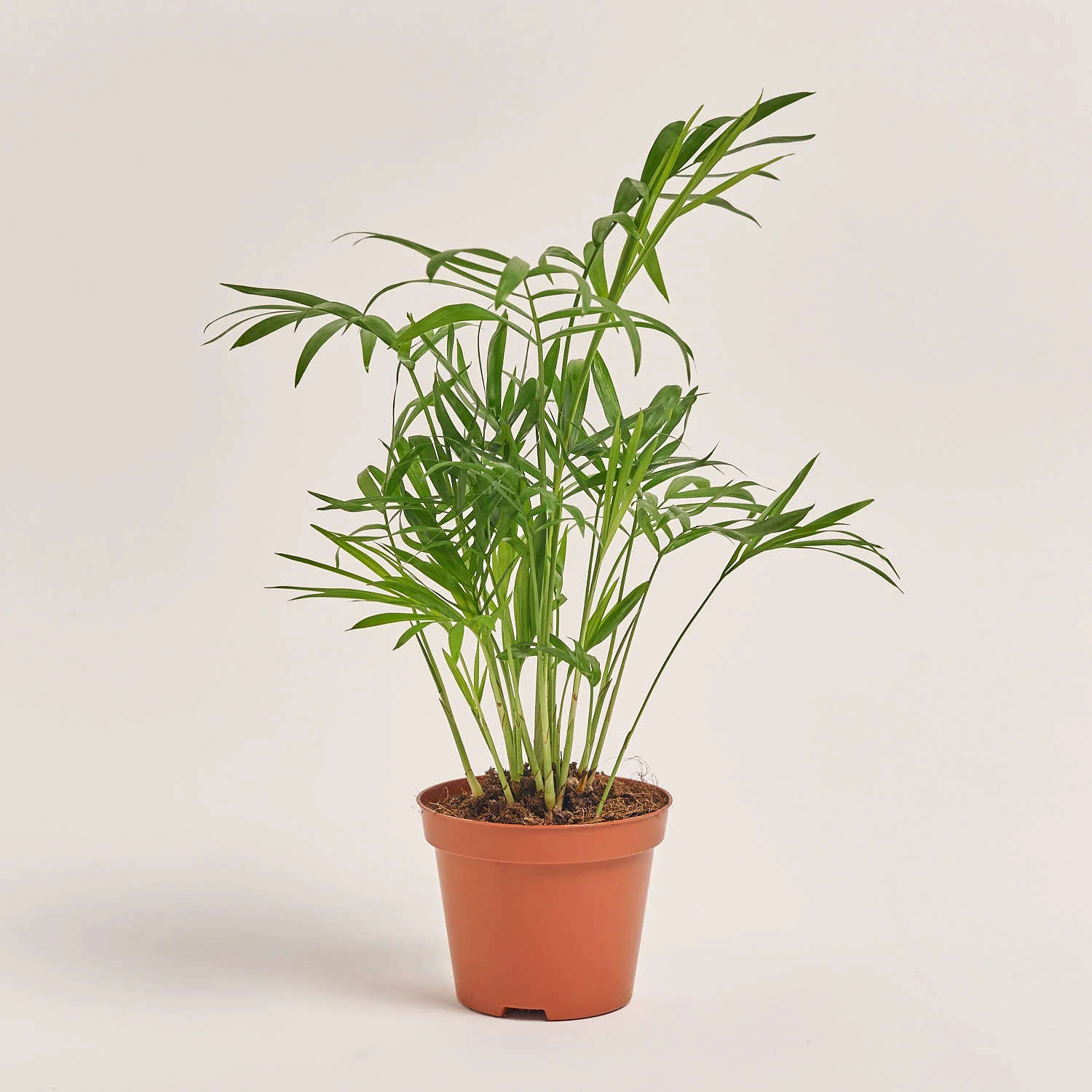 Хамедорея Елеганс, артикул: 37081 Зображення товару Хамедорея Елеганс, артикул: 37081