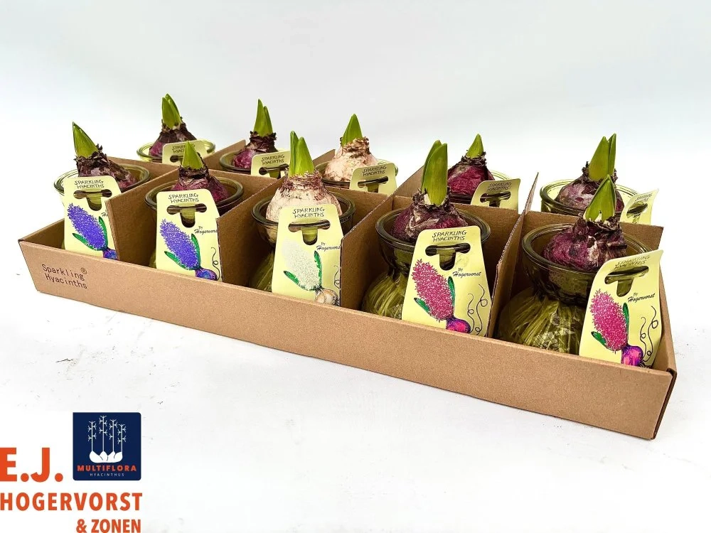 Зображення товару Гіацинт мікс у склі, артикул: 56440