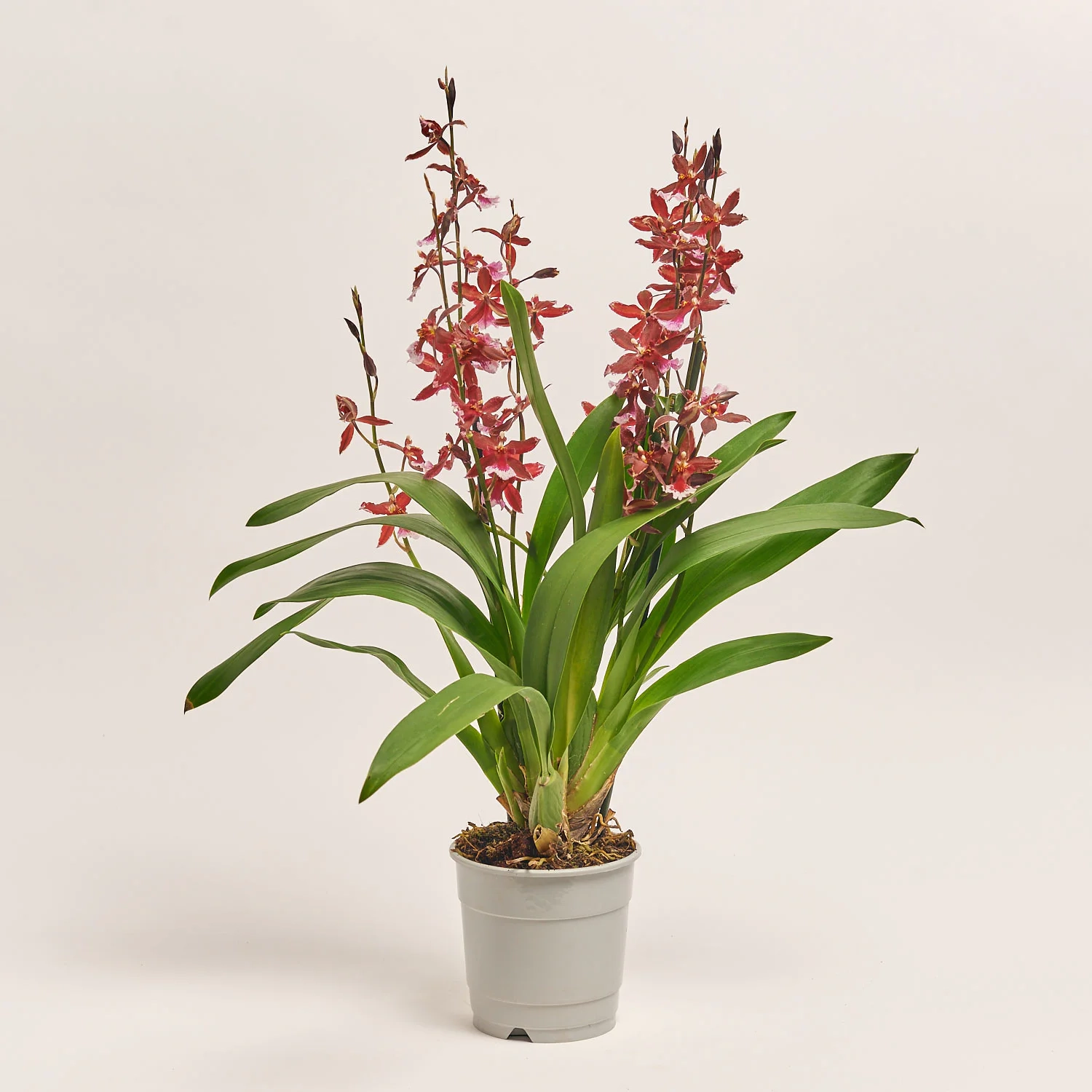 Зображення товару Буррагера Барокко Ред, артикул: 30078