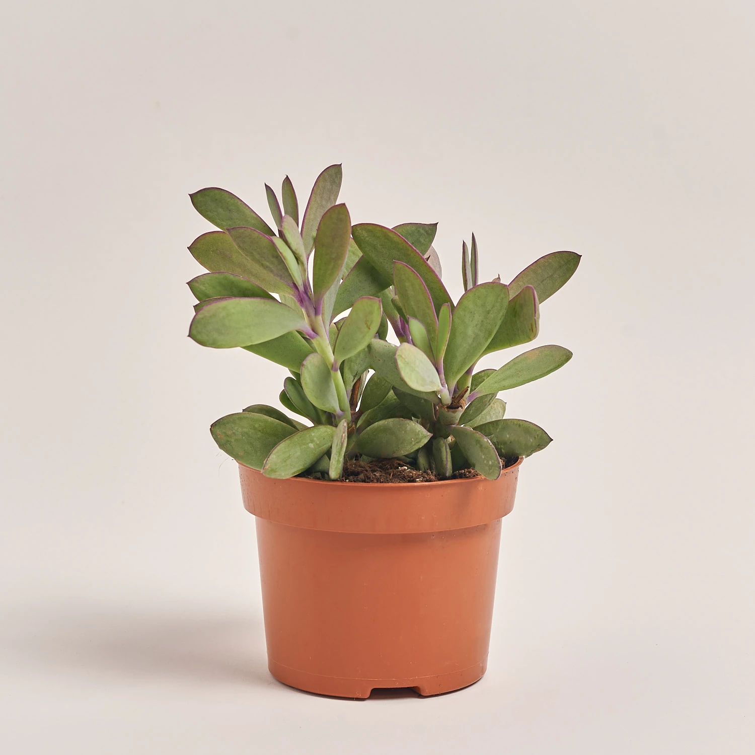 Зображення товару Сукулент мікс, артикул: 2084