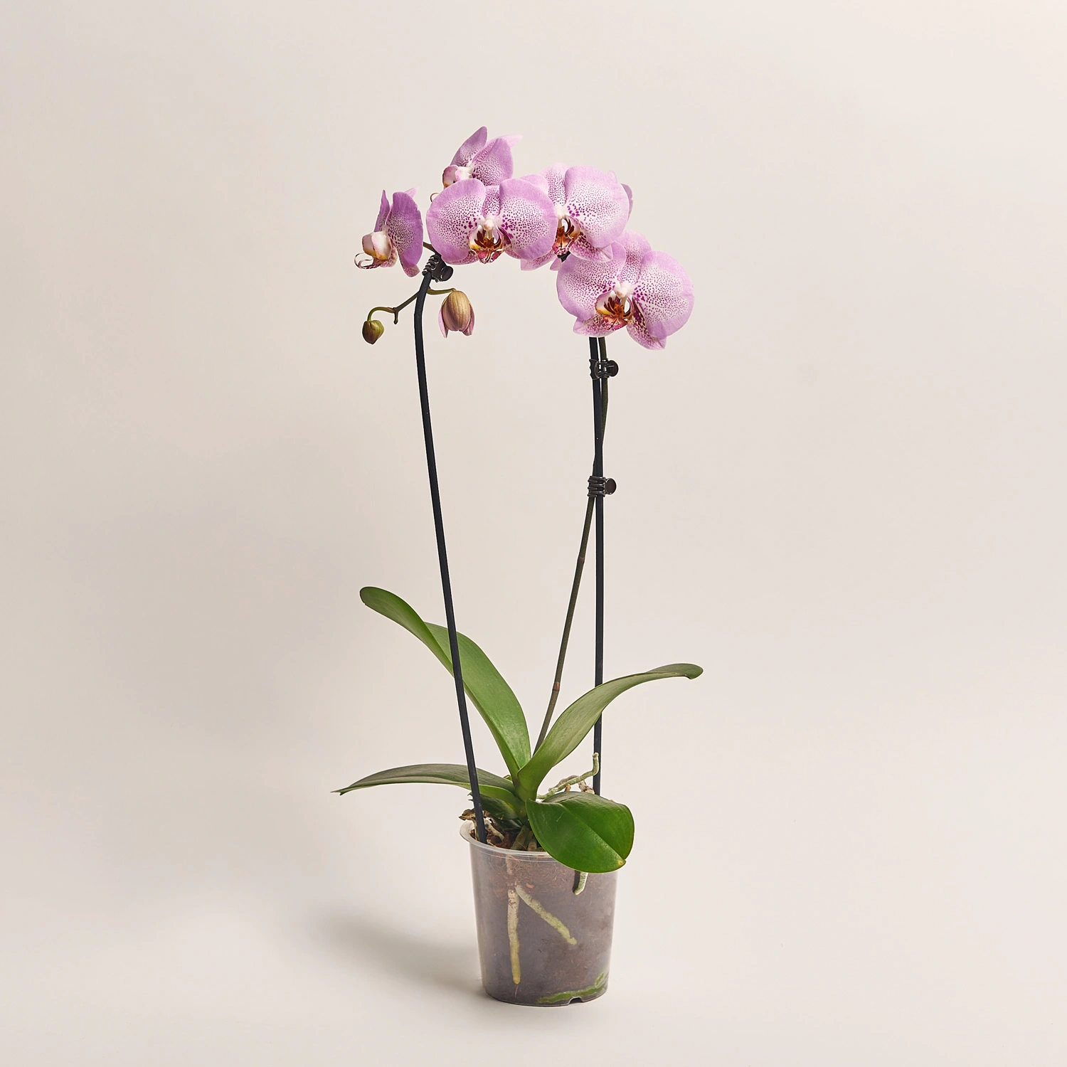 Фаленопсис каскад 1ст. мікс, артикул: 19289 Зображення товару Фаленопсис каскад 1ст. мікс, артикул: 19289