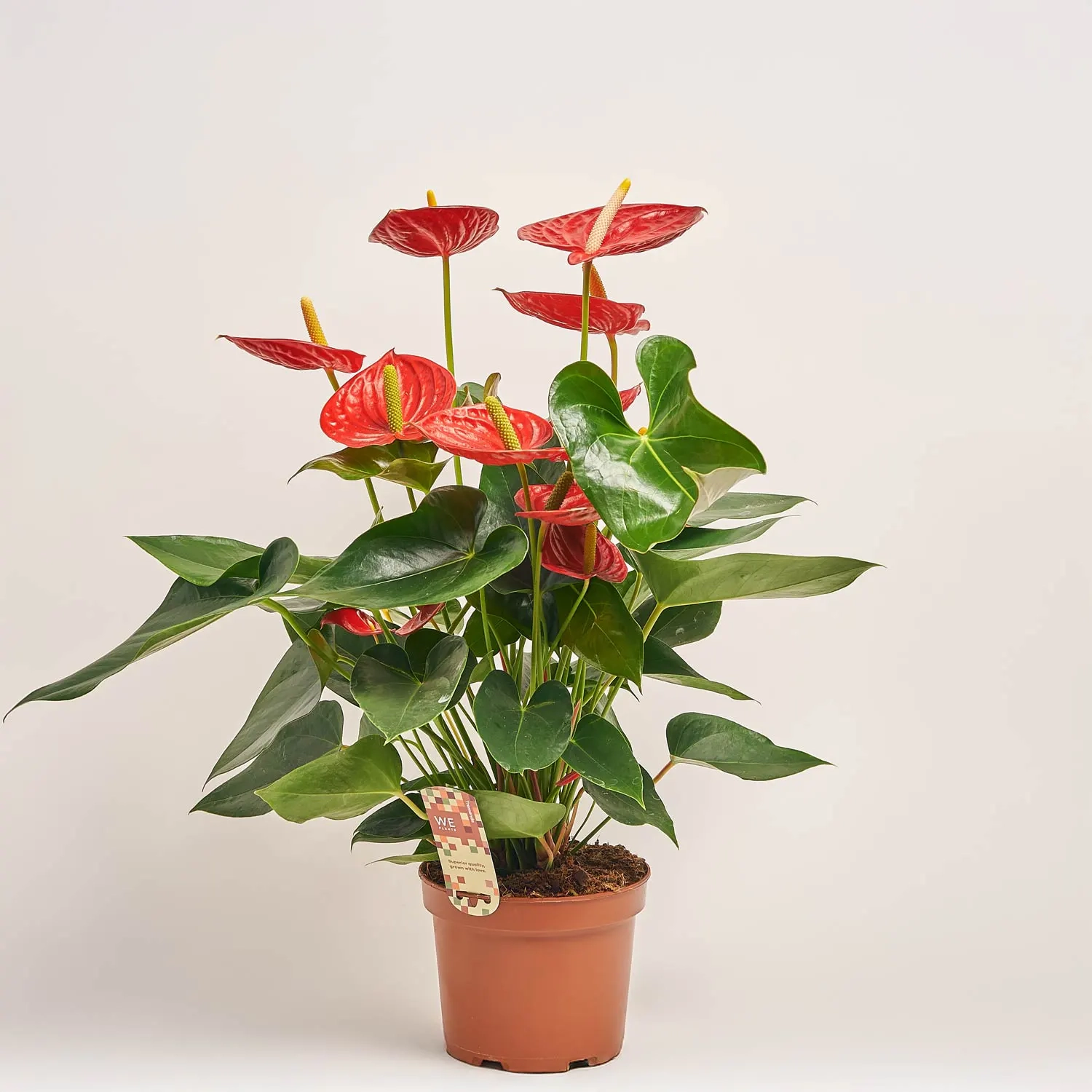 Зображення товару Антуріум Тремендо, артикул: 52045