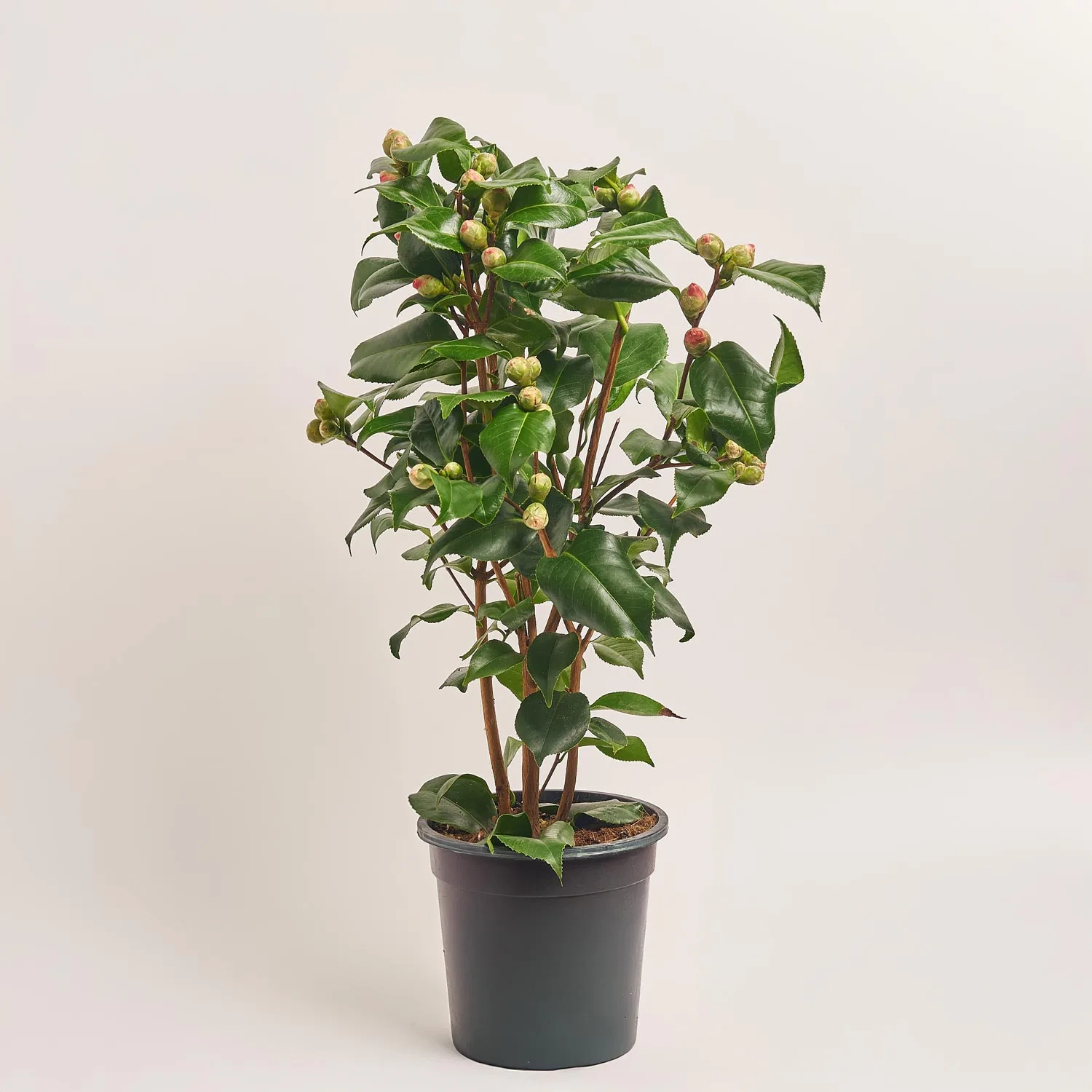 Камелія Японіка Доктор Кінг, артикул: 43507 Зображення товару Камелія Японіка Доктор Кінг, артикул: 43507