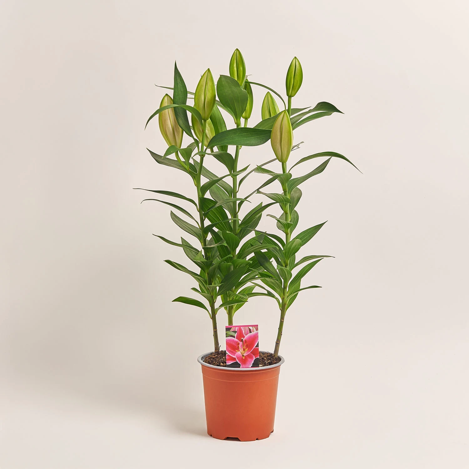 Зображення товару Лілія рожева, артикул: 27369