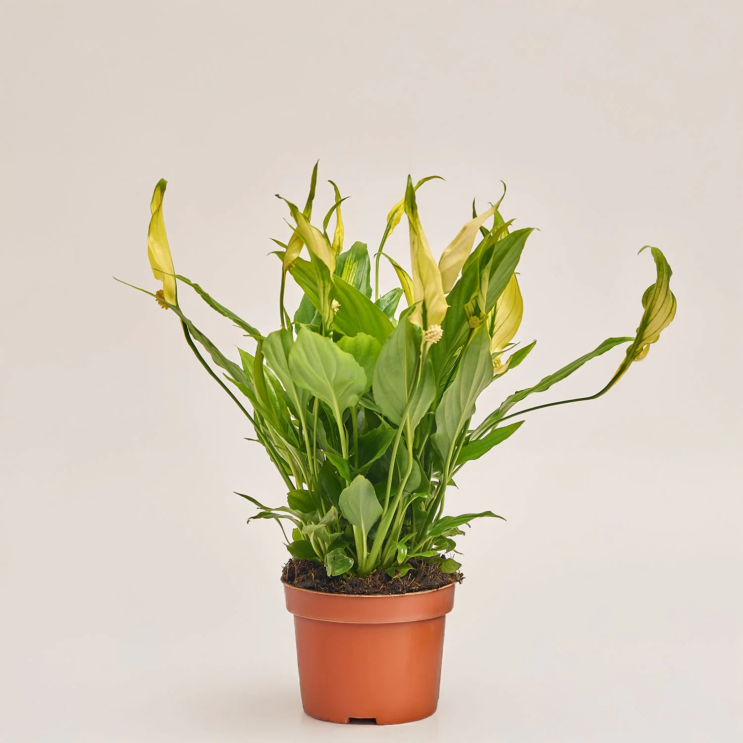 Зображення товару Спатифіллум Шопен фарб., артикул: 53831