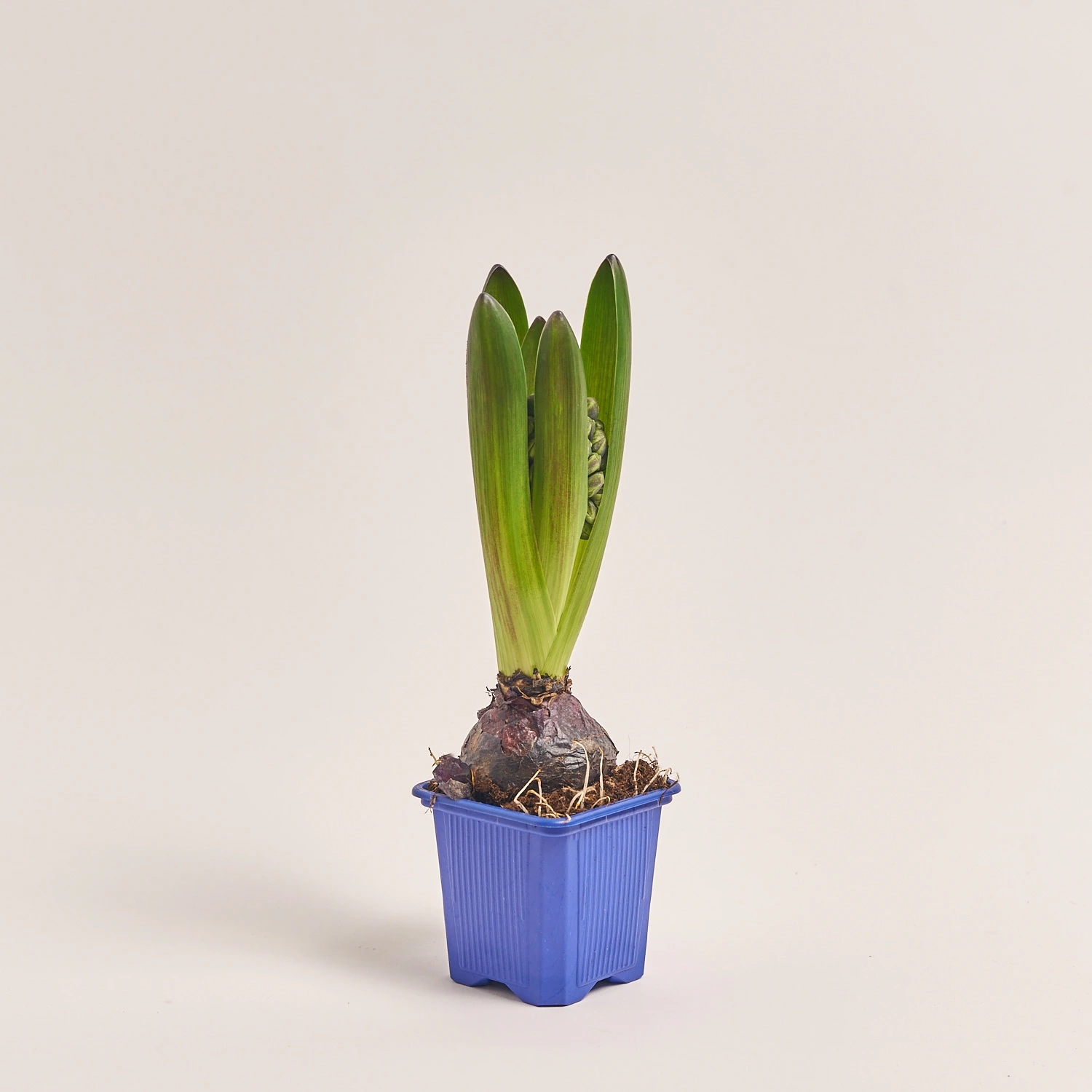 Зображення товару Гіацинт мікс, артикул: 23749