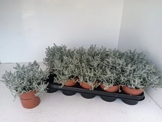 Зображення товару Леукофіта Брауні, артикул: 57147