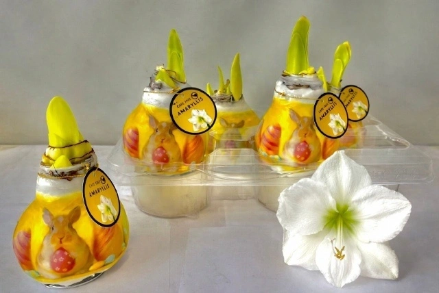 Амариліс Зайчик принт у воску, артикул: 56633 Зображення товару Амариліс Зайчик принт у воску, артикул: 56633