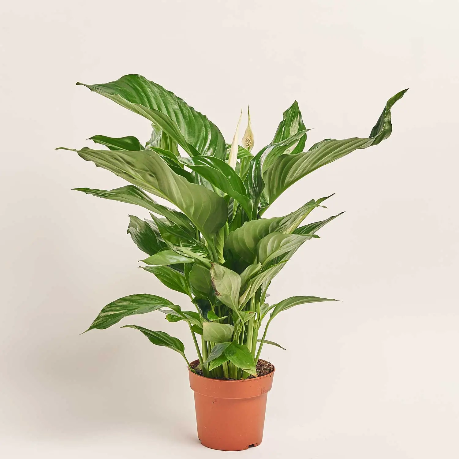 Спатифіллум Світ Рікардо, артикул: 35206 Зображення товару Спатифіллум Світ Рікардо, артикул: 35206