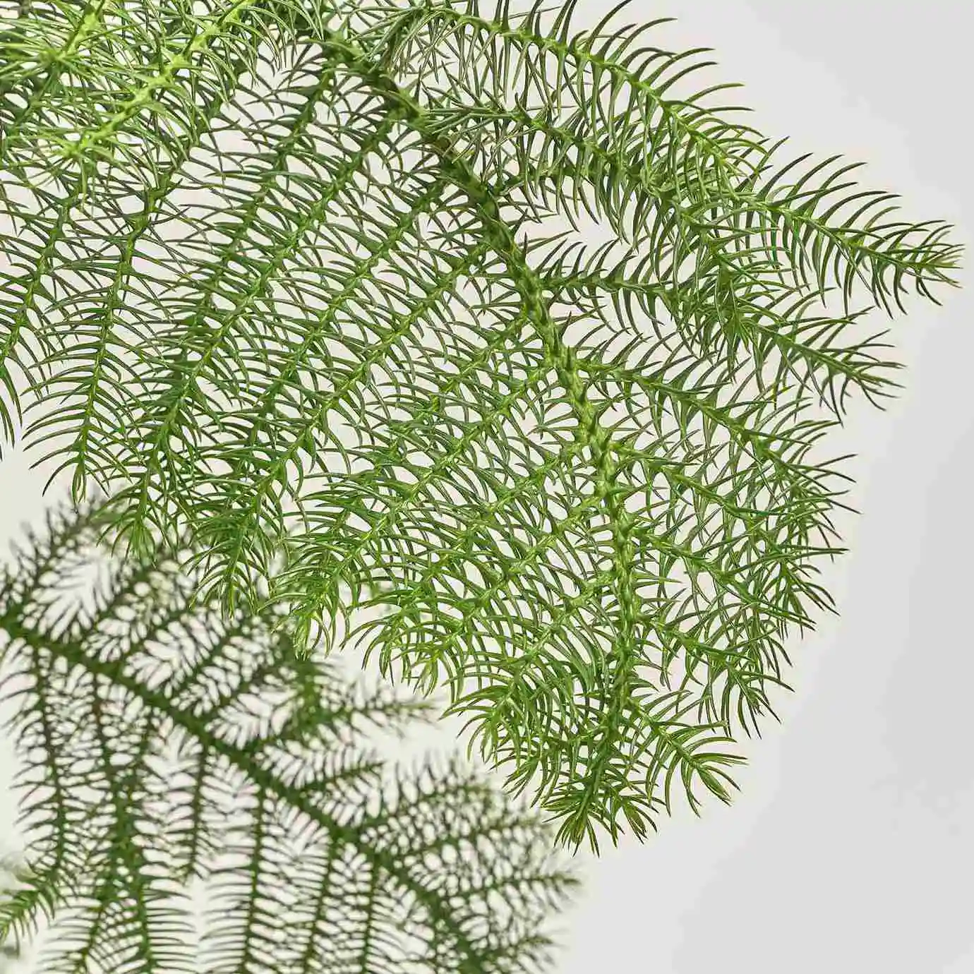 Зображення товару Араукарія Гетерофіла, артикул: 53751