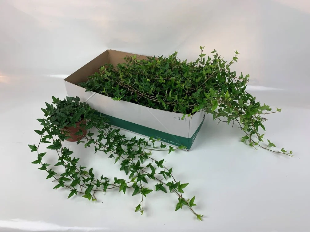 Зображення товару Хедера Шемрок, артикул: 57101