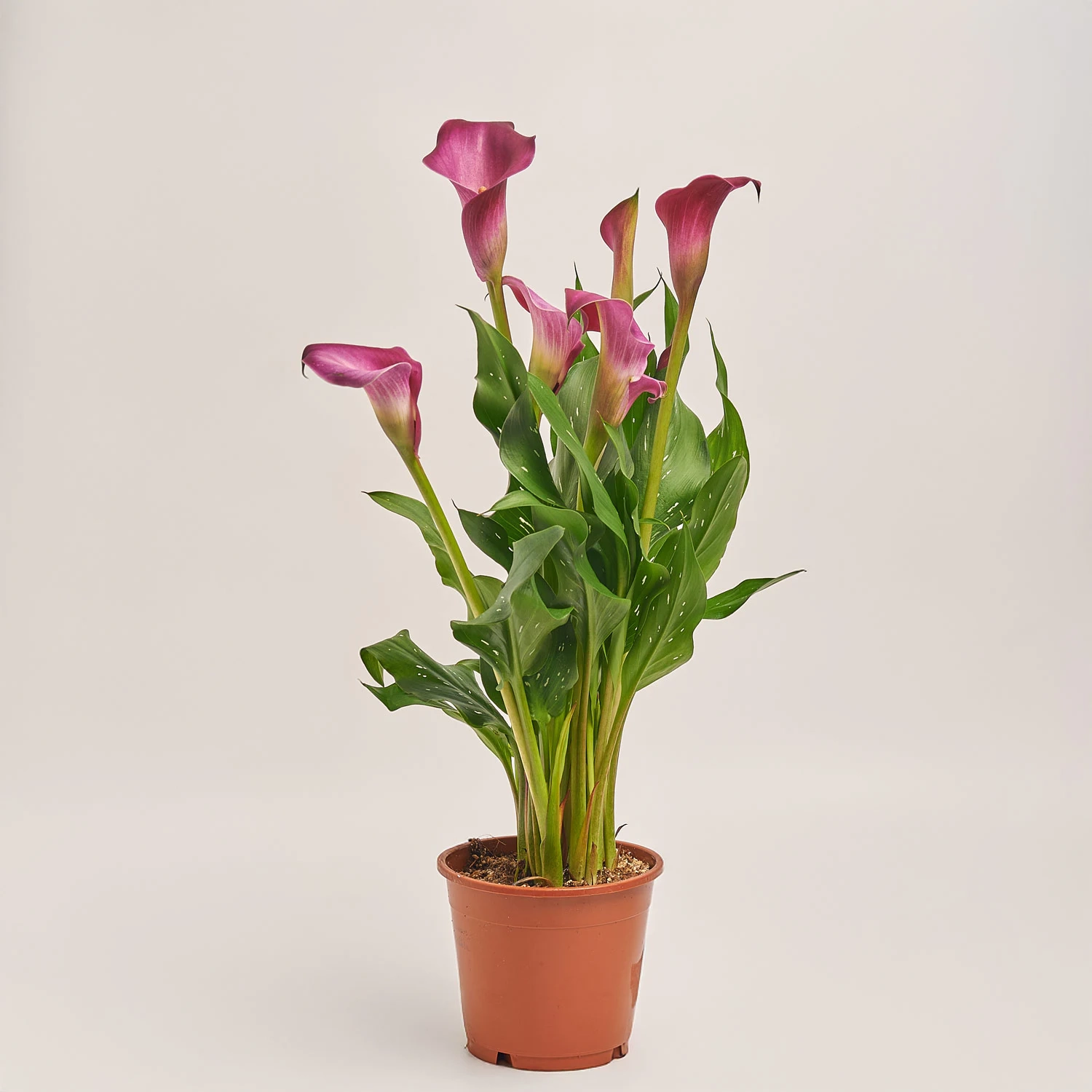 Зображення товару Зантедескія мікс, артикул: 28195