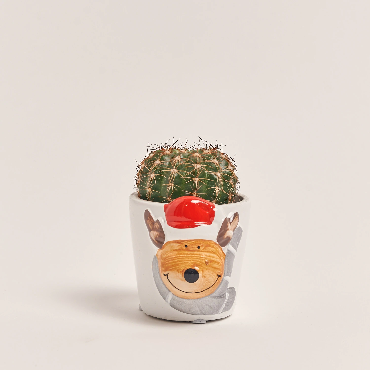 Кактус "Новорічний мікс" в кер., артикул: 53597 Зображення товару Кактус "Новорічний мікс" в кер., артикул: 53597