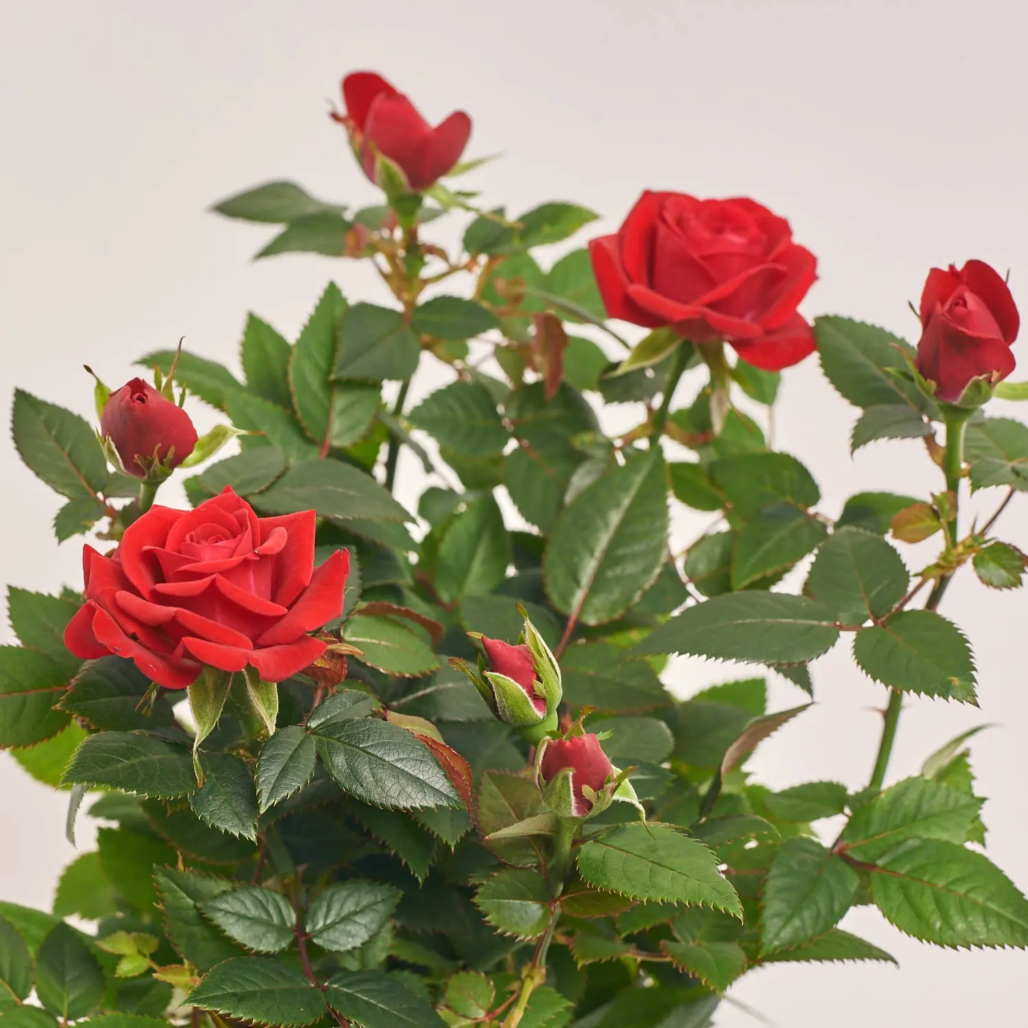 Зображення товару Троянда Кордана Мілано, артикул: 55585