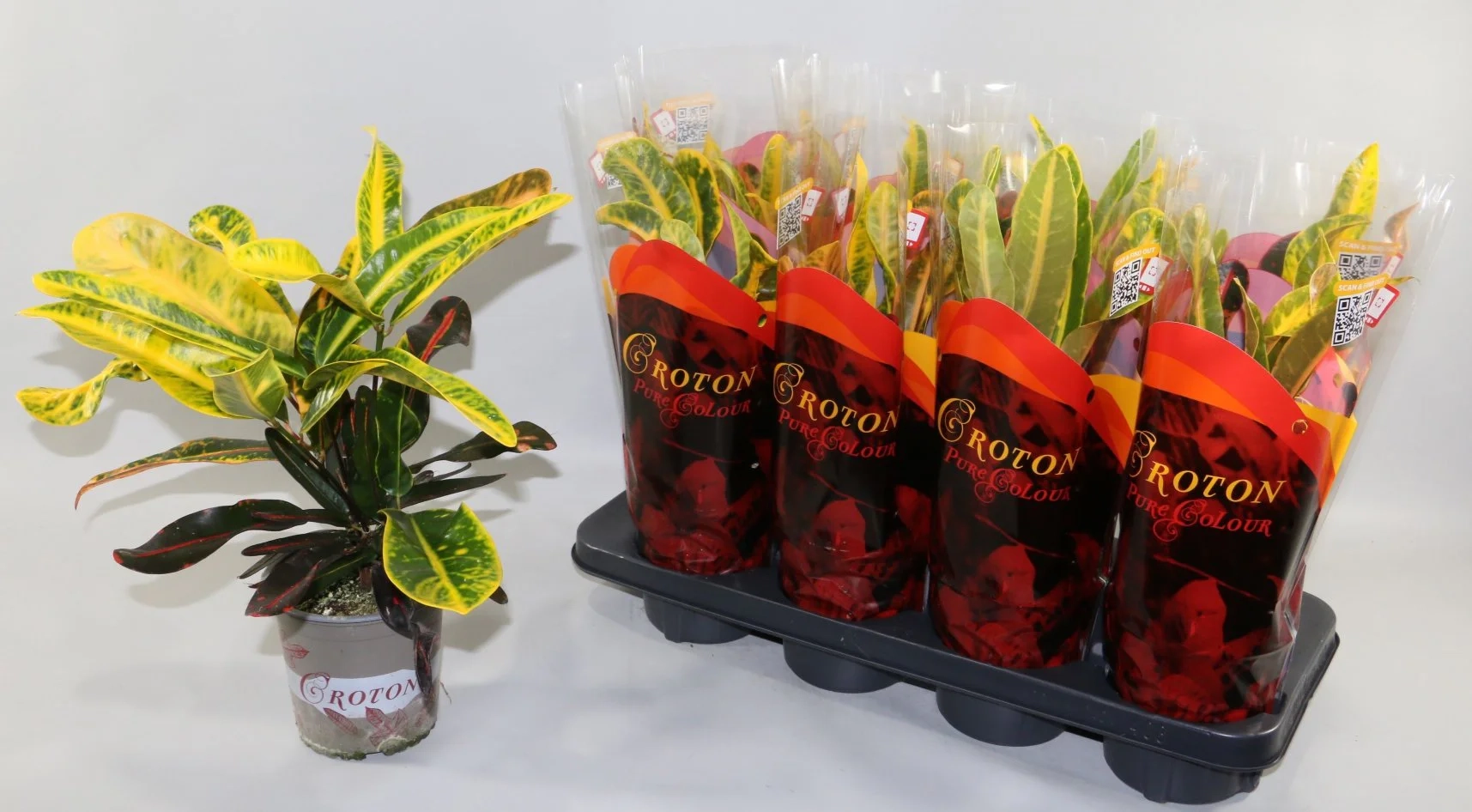 Зображення товару Кротон Маммі, артикул: 57506