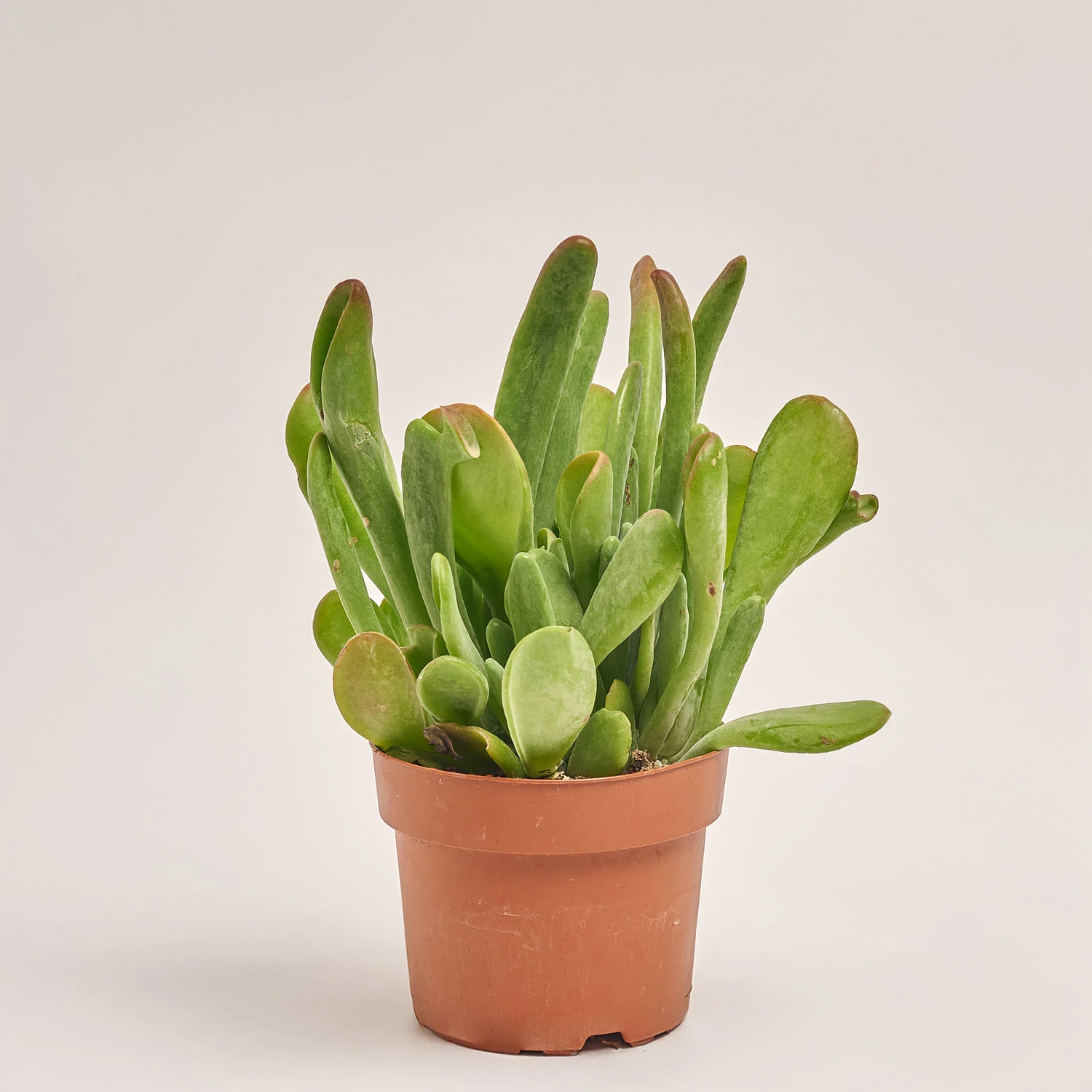 Каланхоє Орікула, артикул: 42951 Зображення товару Каланхоє Орікула, артикул: 42951