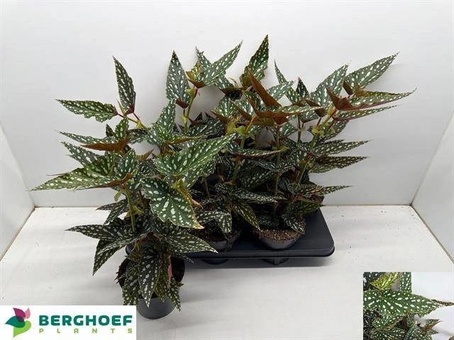 Зображення товару Бегонія Макулата Спотл Грін, артикул: 57187