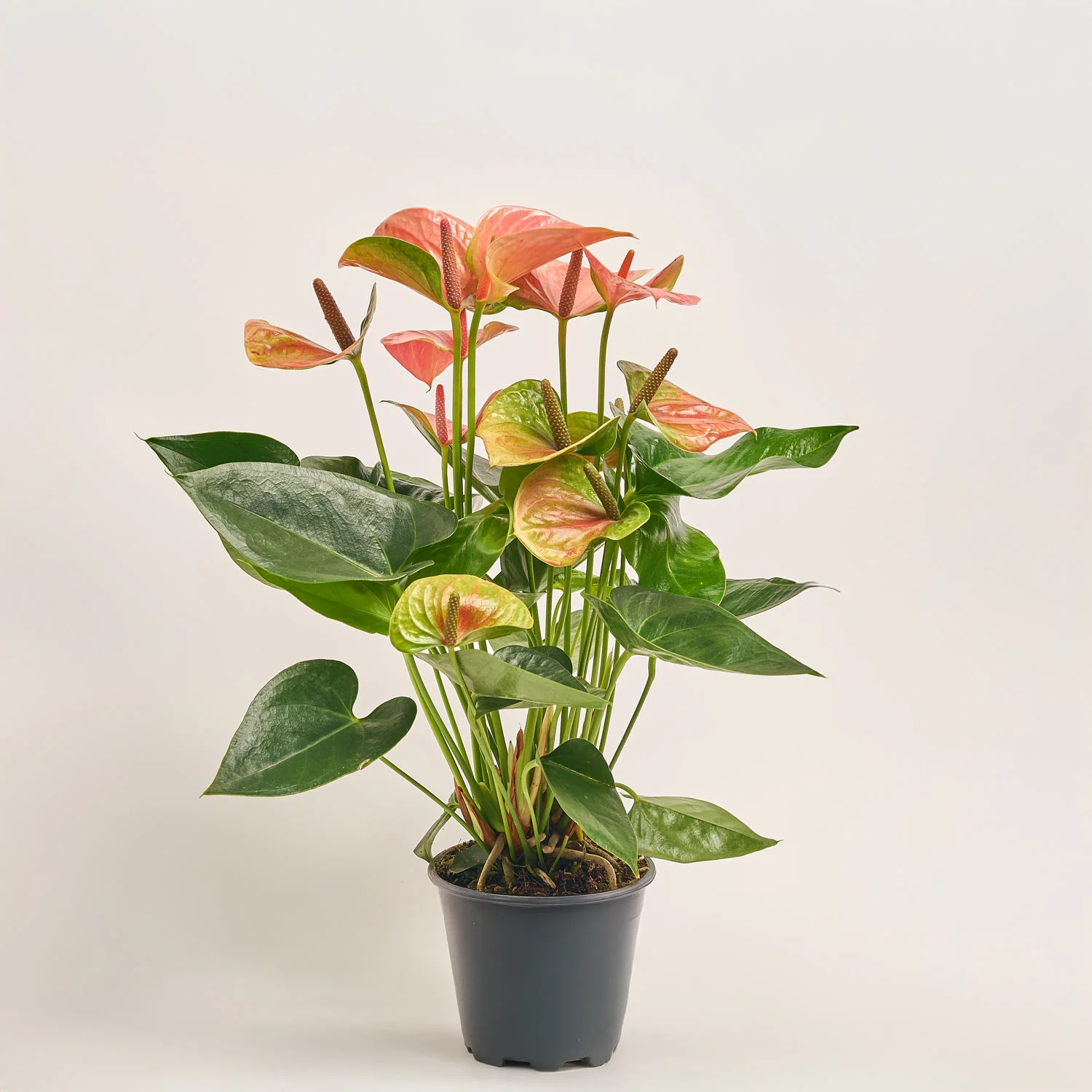 Зображення товару Антуріум Світ Дрім, артикул: 52501