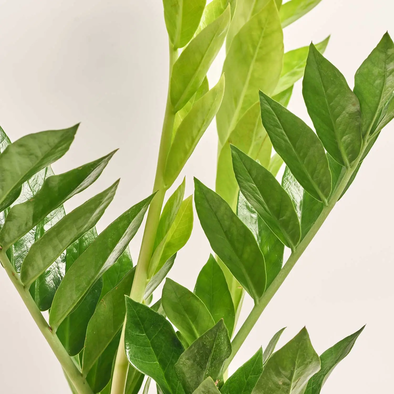 Зображення товару Заміокулькас Піксі 5ст., артикул: 56389