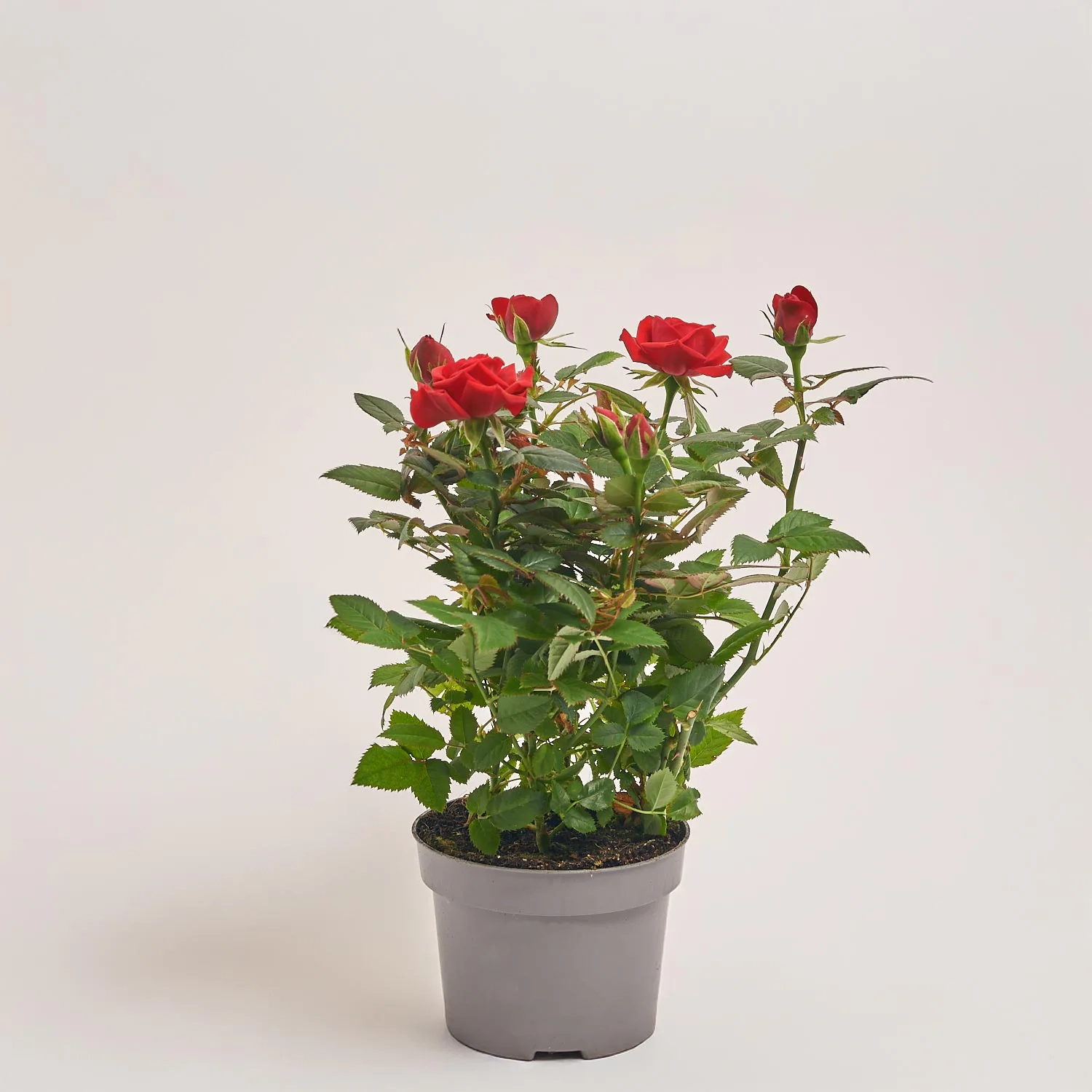 Зображення товару Троянда Кордана Мілано, артикул: 55585