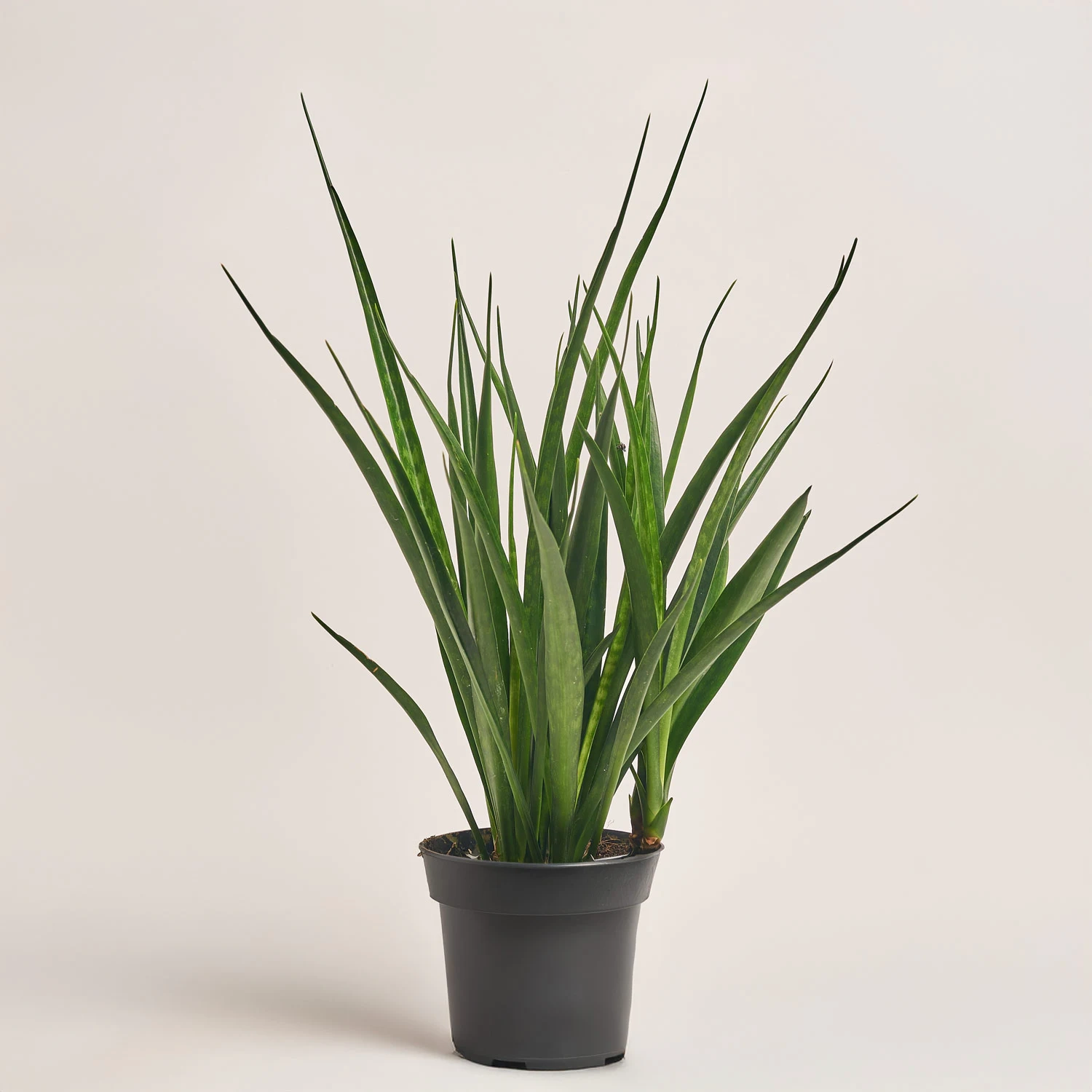 Сансевієрія Кіркі, артикул: 53511 Зображення товару Сансевієрія Кіркі, артикул: 53511