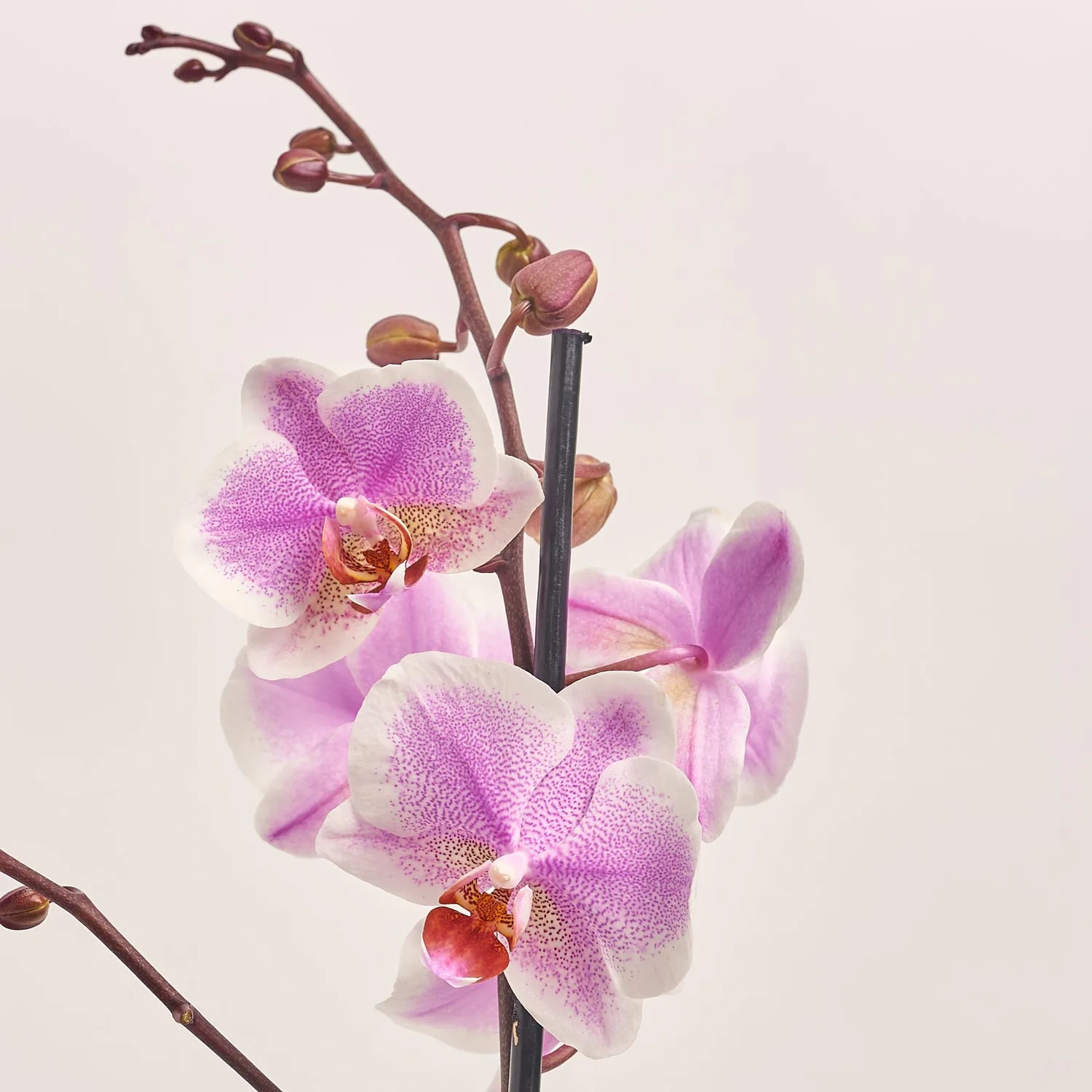 Фаленопсис 1ст. мікс, артикул: 18850 Зображення товару Фаленопсис 1ст. мікс, артикул: 18850