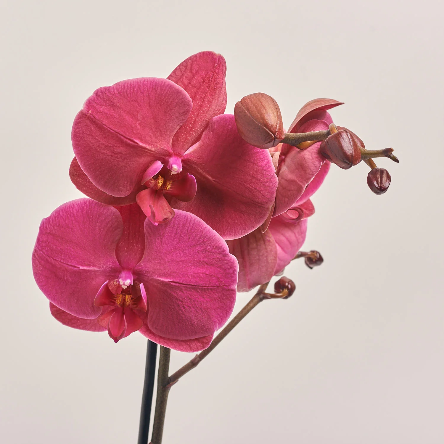 Зображення товару Фаленопсис 1ст. мікс, артикул: 21044