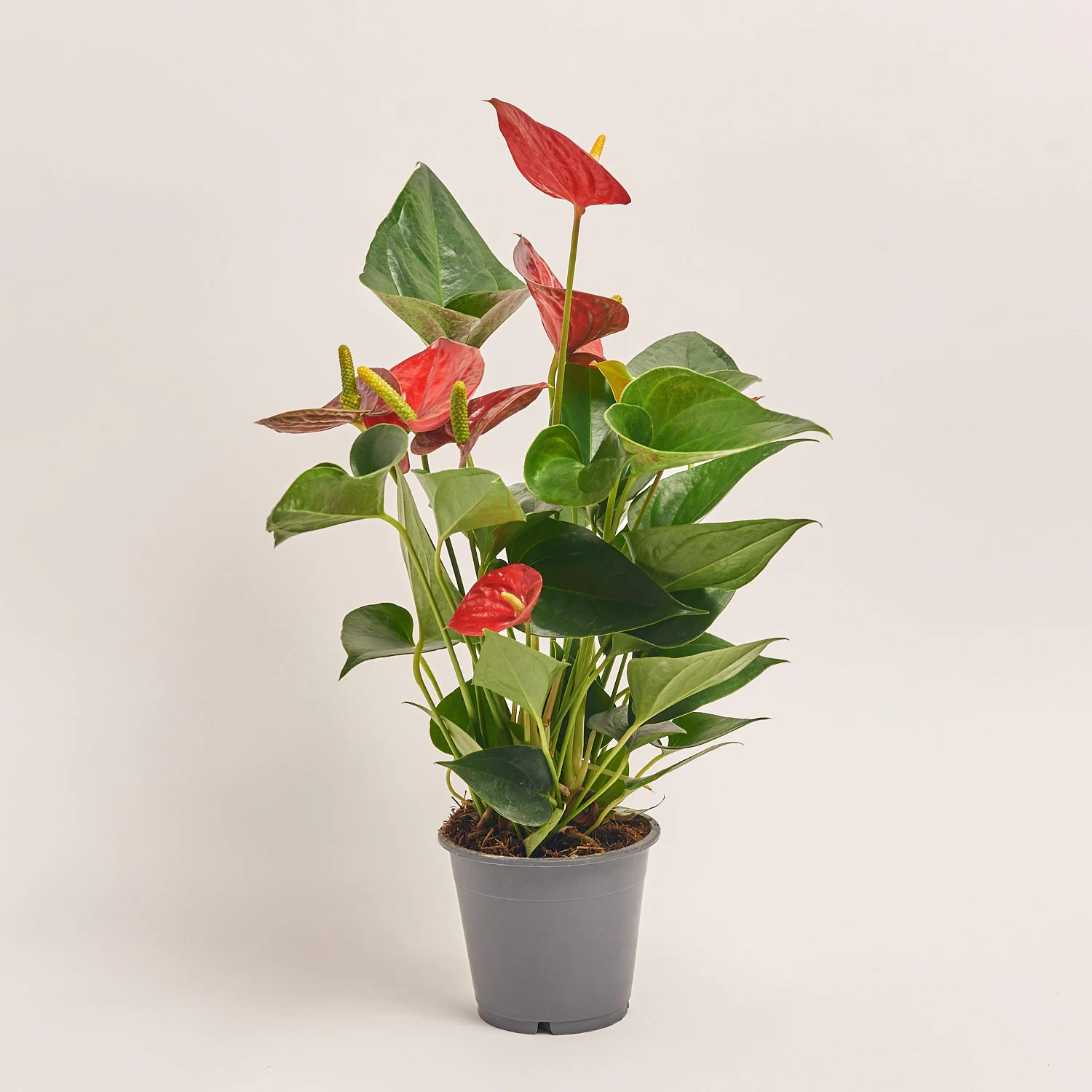 Антуріум Даймонд Ред, артикул: 51973 Зображення товару Антуріум Даймонд Ред, артикул: 51973