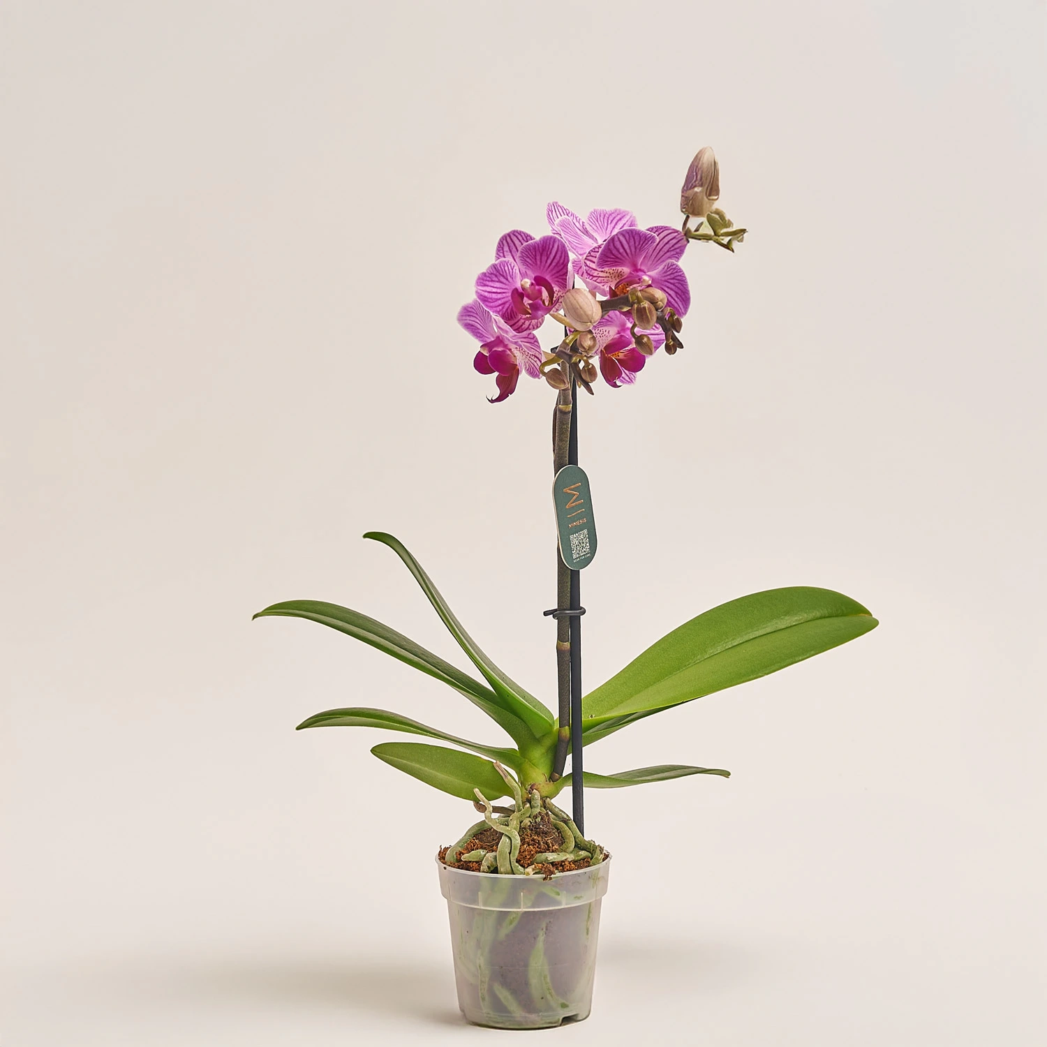 Зображення товару Фаленопсис мультифлора 1ст. мікс, артикул: 53125