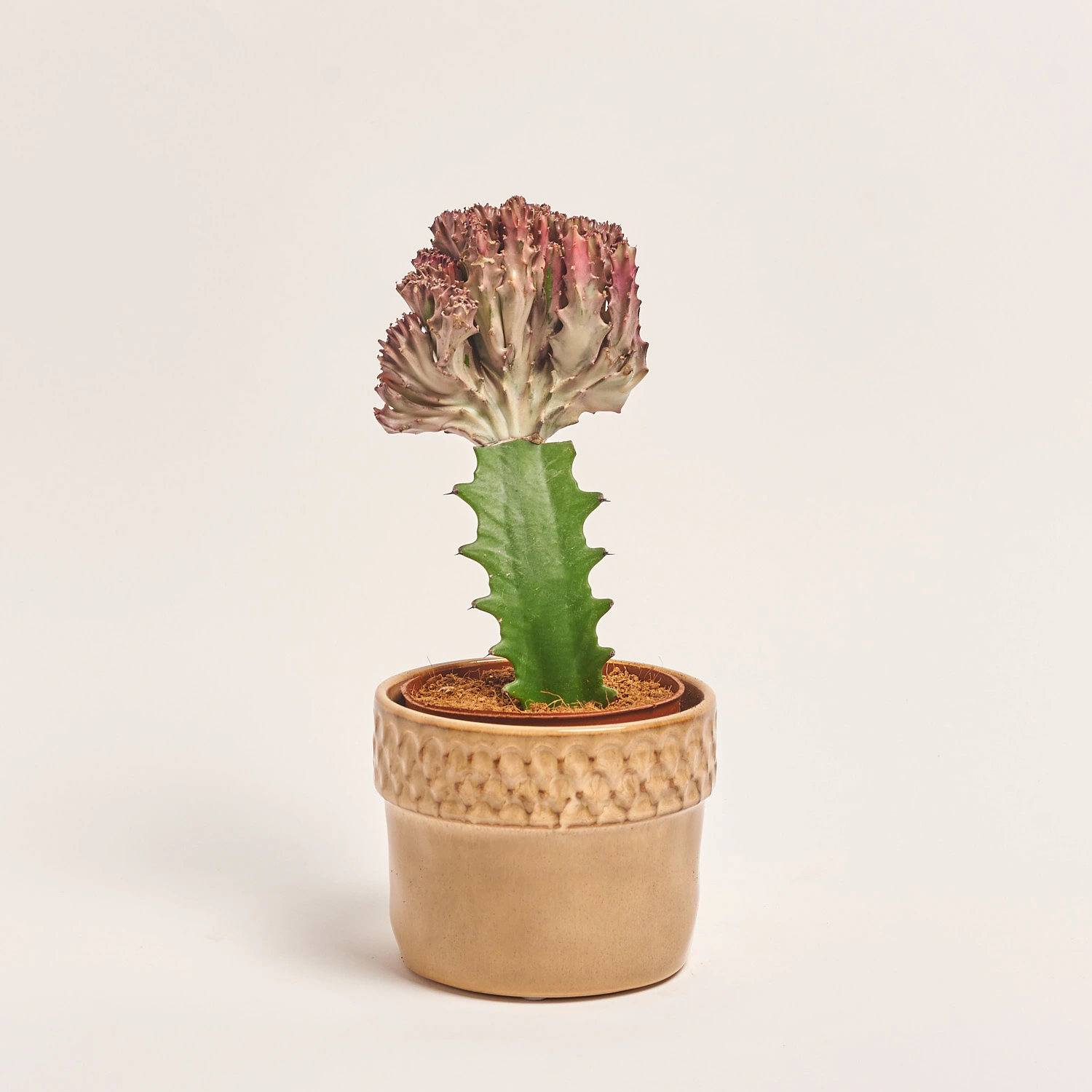 Еуфорбія Лактея Крістата в кер., артикул: 37586 Зображення товару Еуфорбія Лактея Крістата в кер., артикул: 37586