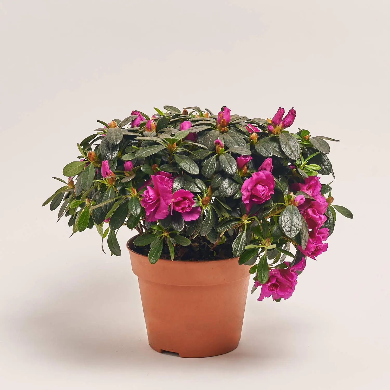 Зображення товару Азалія мікс, артикул: 35258